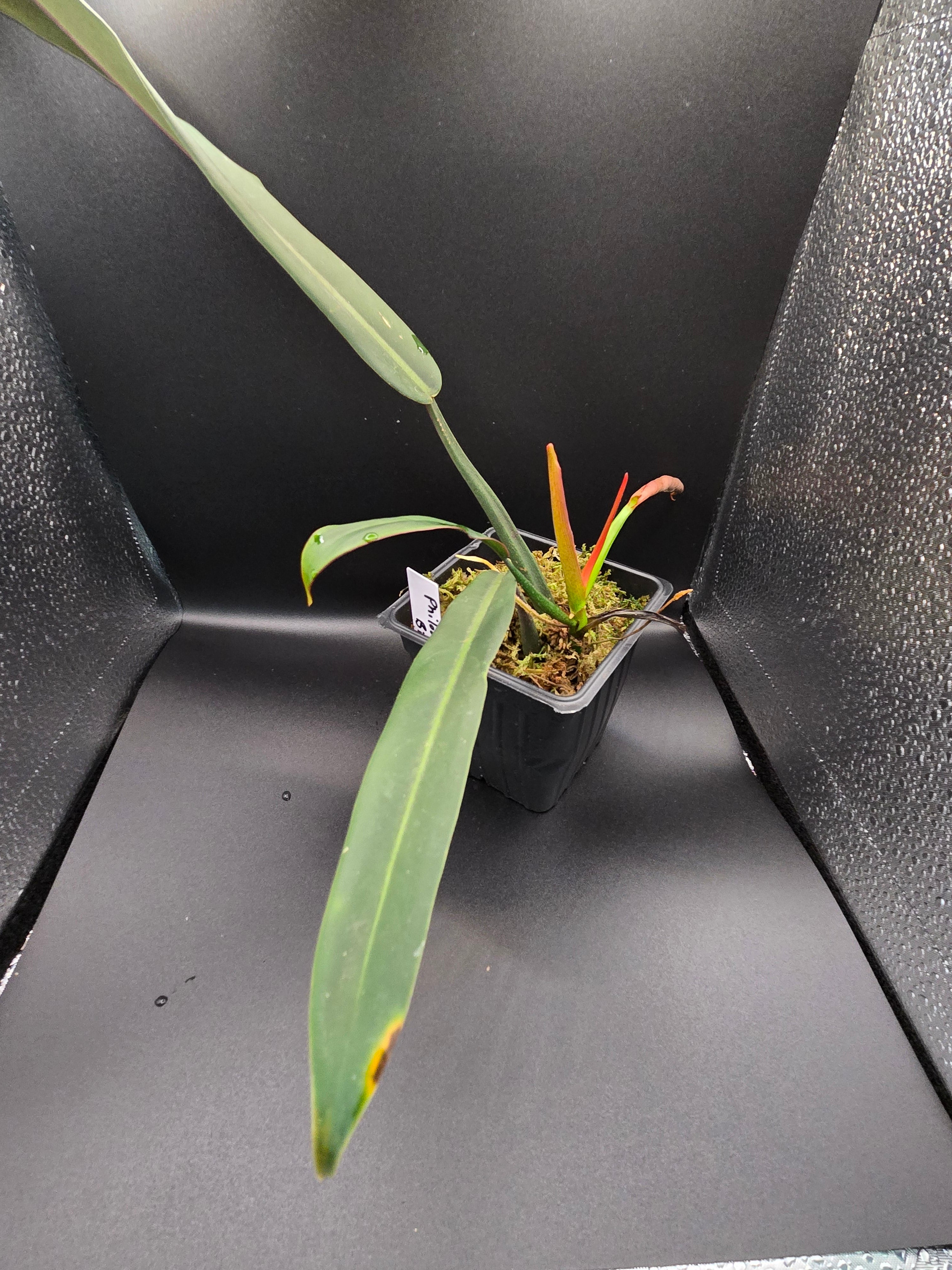 Philodendron sp bicolor