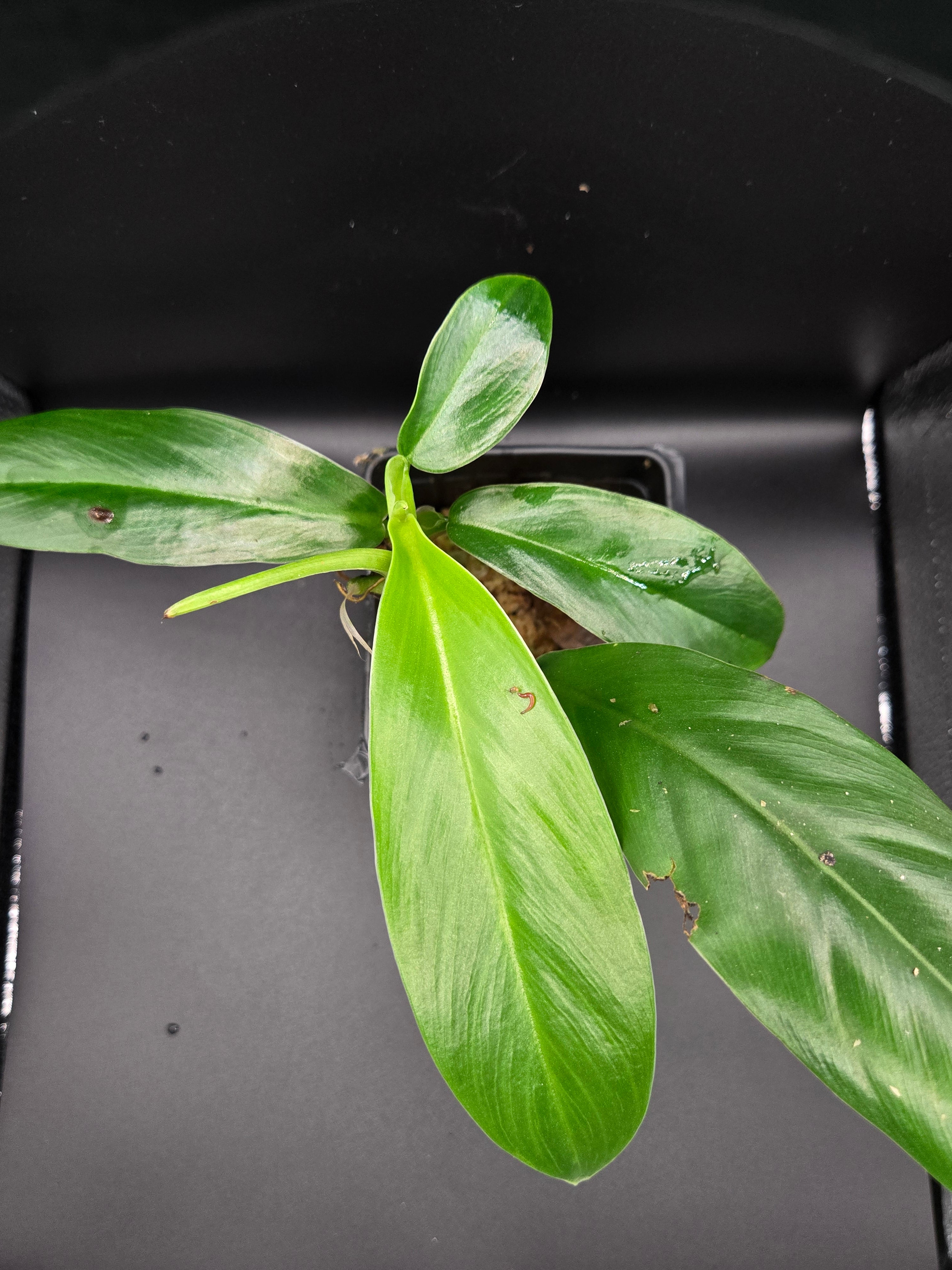Philodendron cf baudoense
