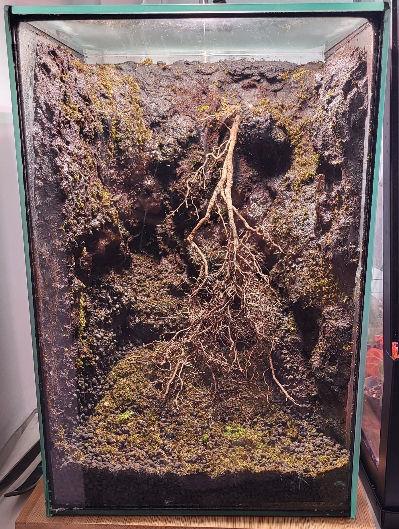 ShroomRoom MossMix - Tropical Moss Inoculant