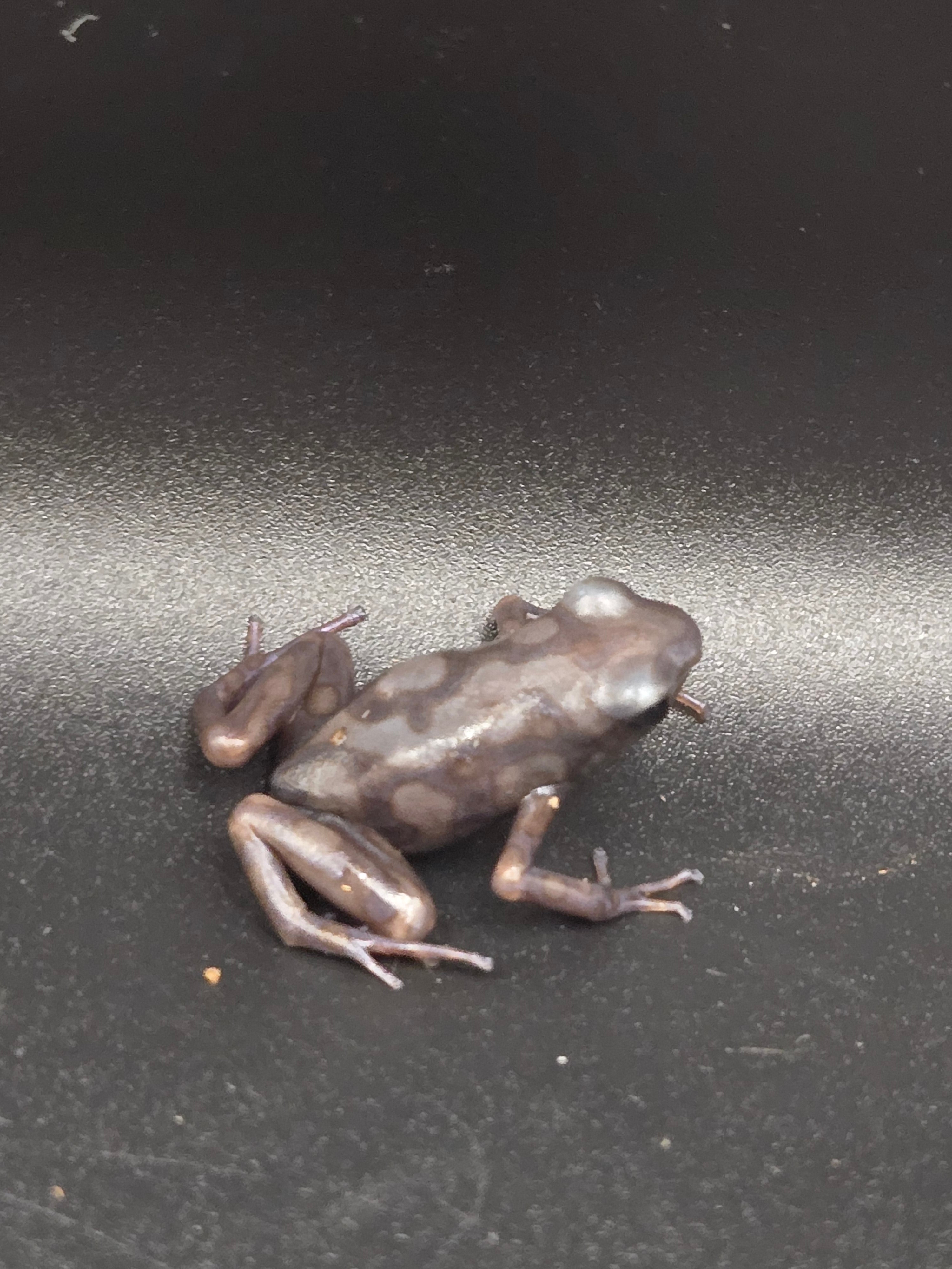 Dendrobates auratus "pena blanca"