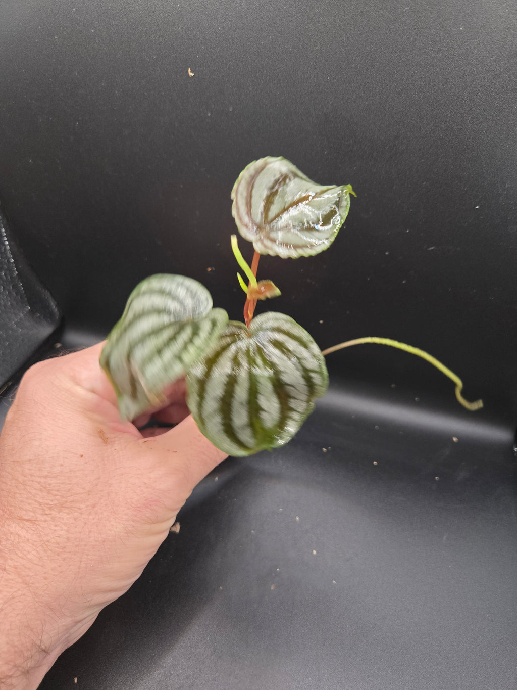 Peperomia turboensis