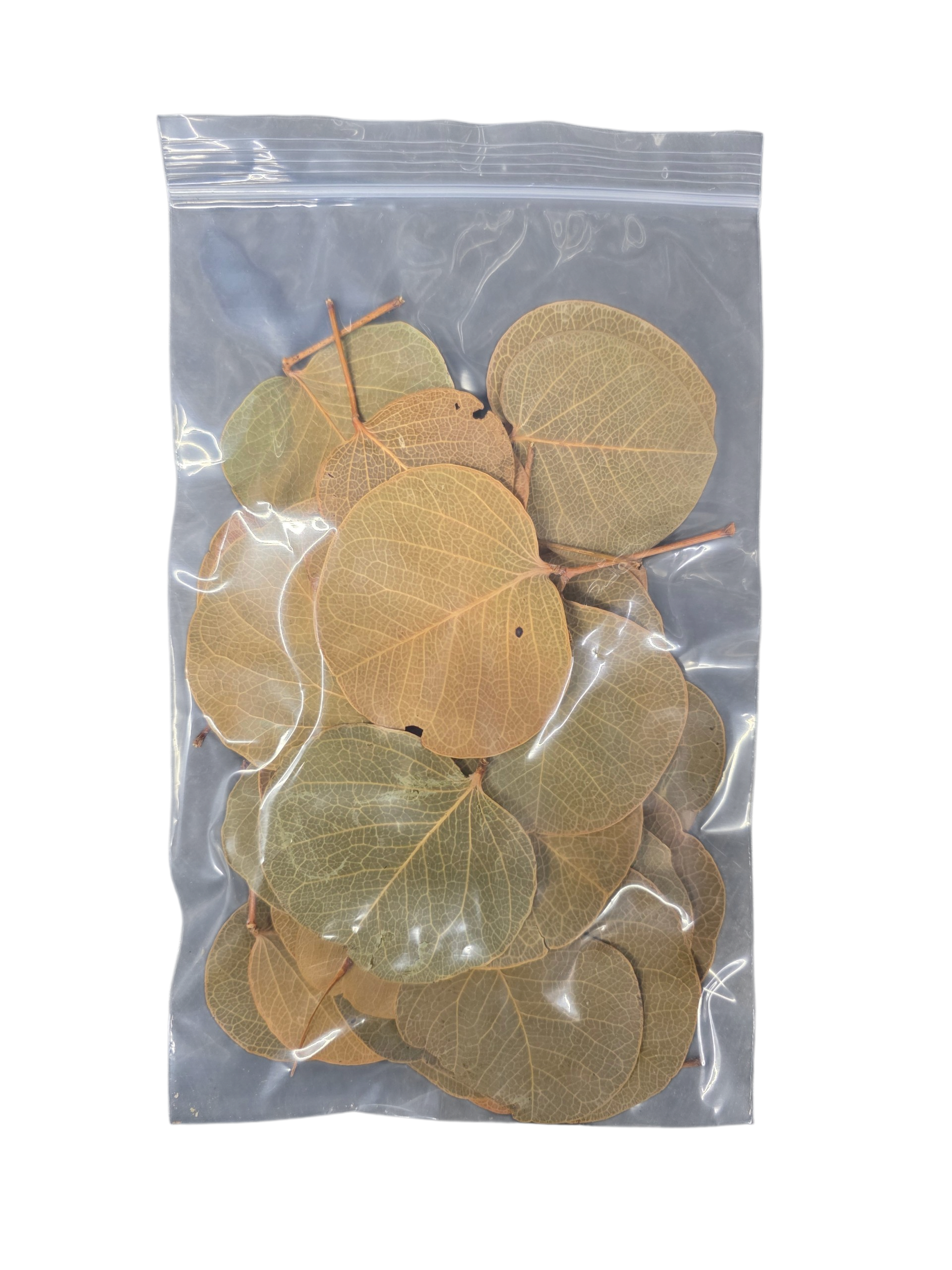 Tropical Leaf Litter - Moneta Leaves