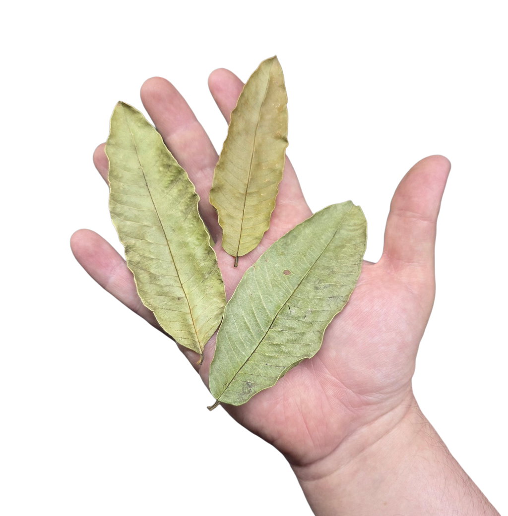 Tropical Leaf Litter - Guava Leaves