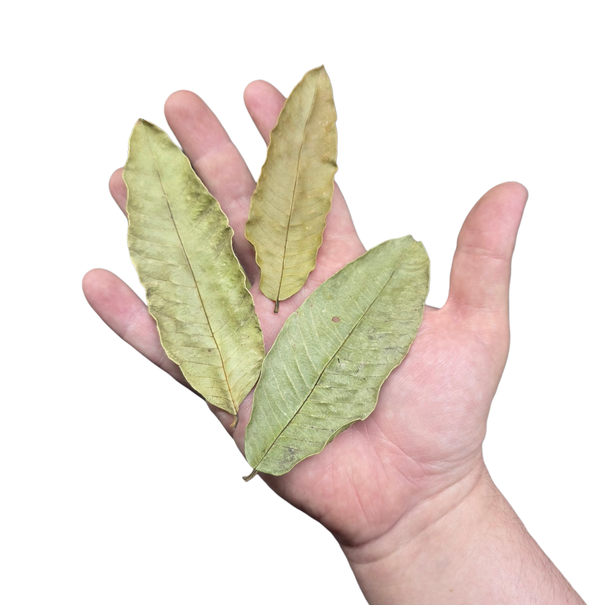 Tropical Leaf Litter - Guava Leaves
