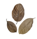 Tropical Leaf Litter - Jackfruit Leaves