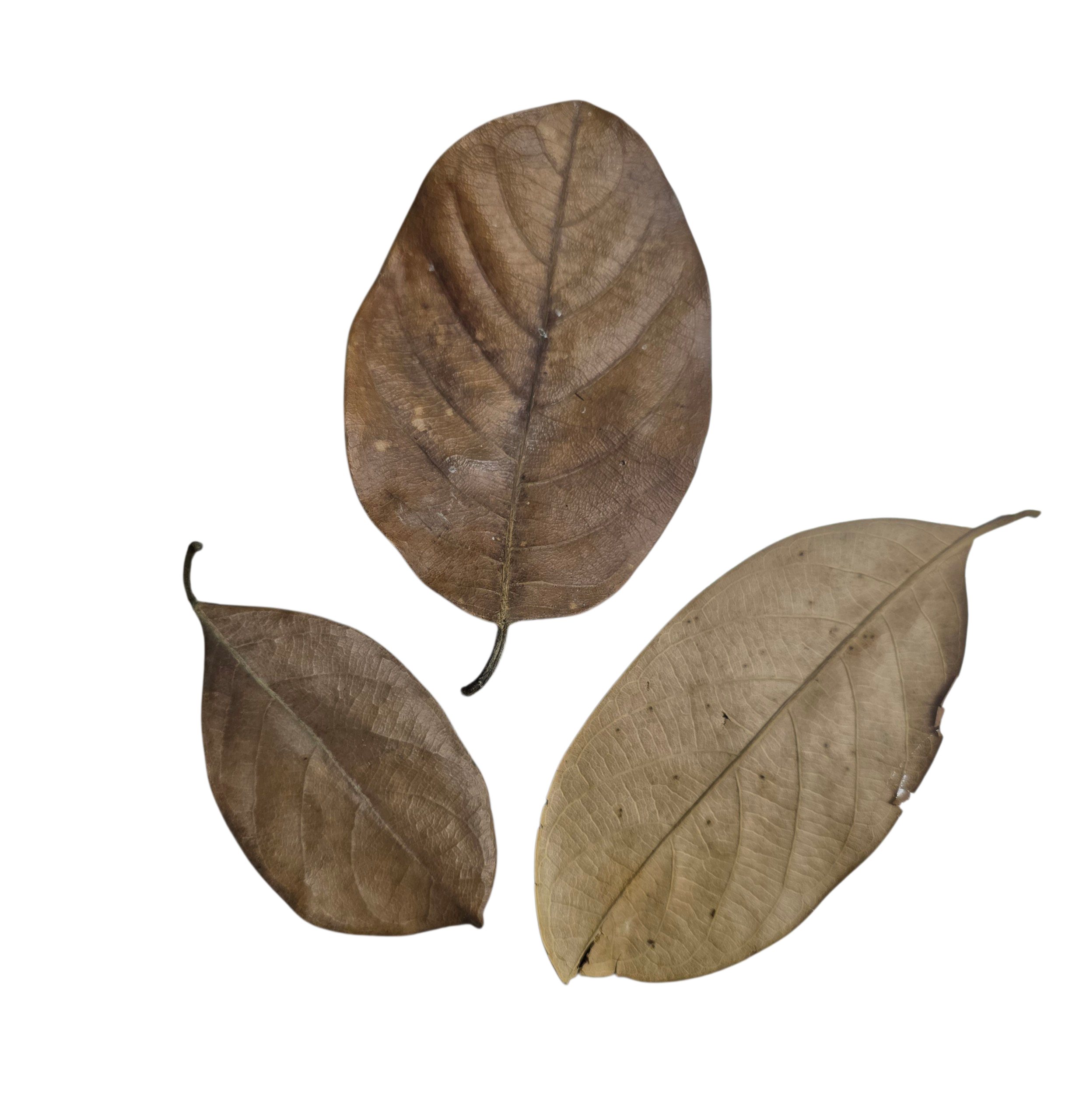 Tropical Leaf Litter - Jackfruit Leaves