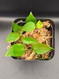 Philodendron sp. "shingling"