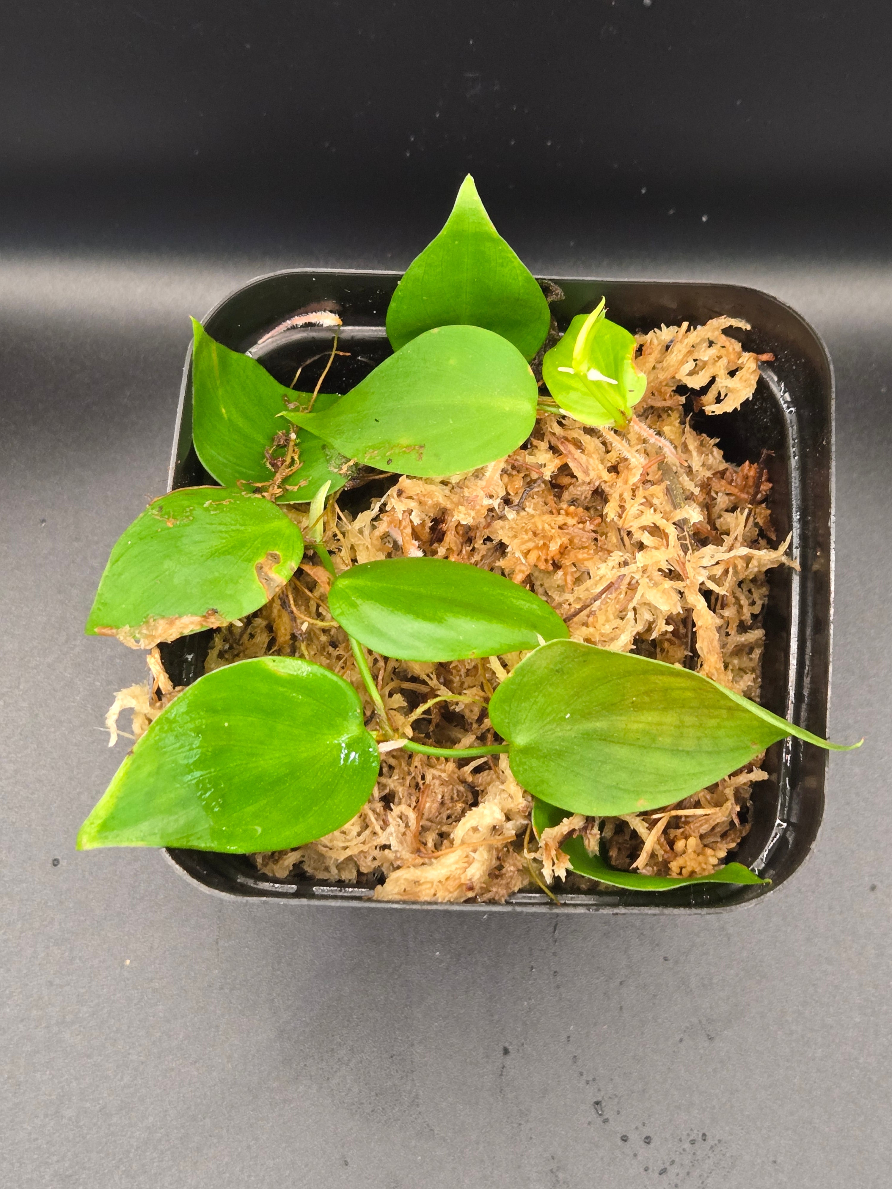 Philodendron sp. "shingling"