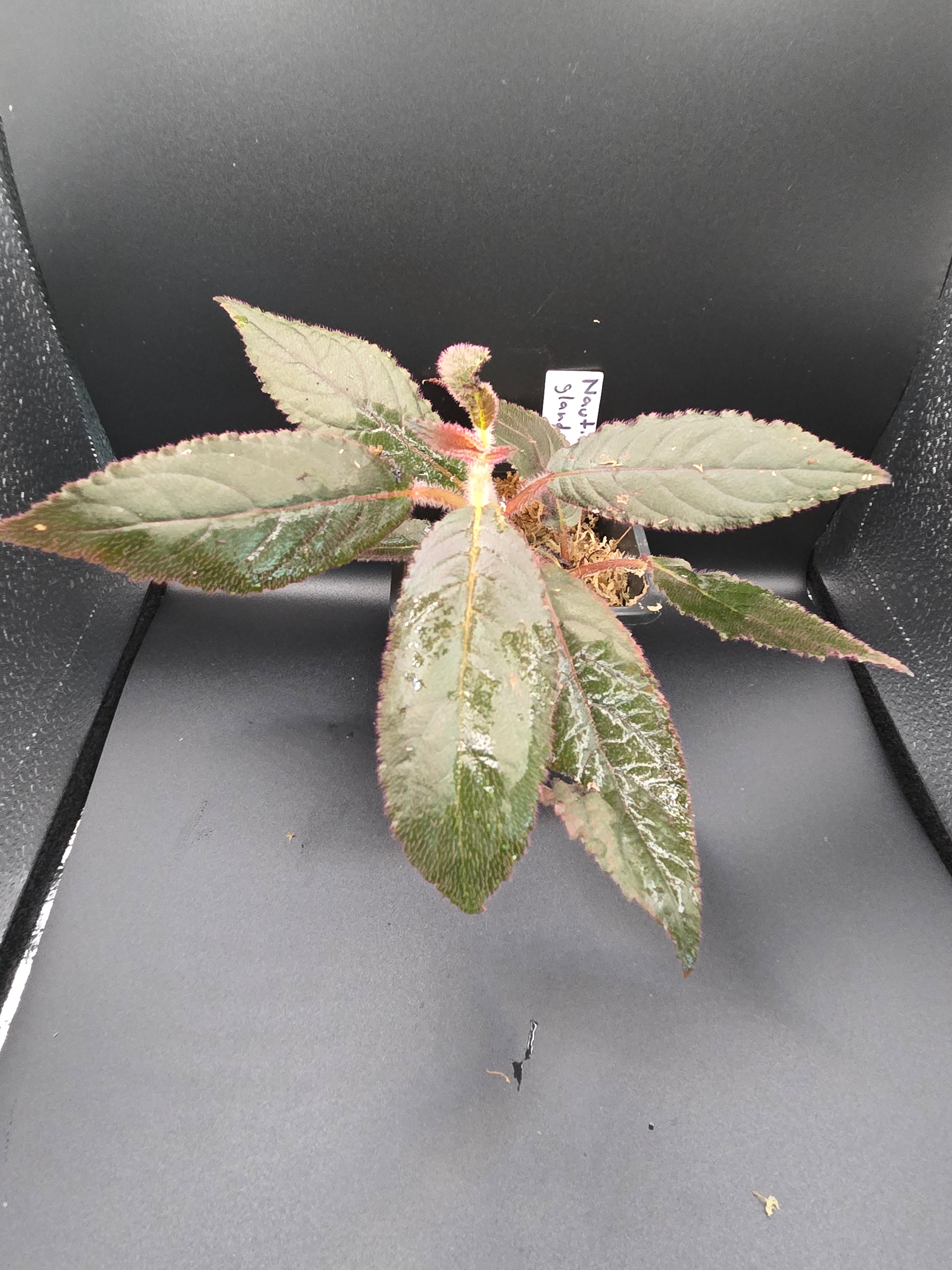 Nautilocalyx glandulifera