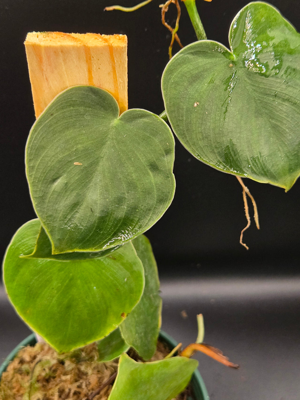 Philodendron werneri mini