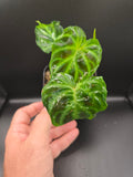 Philodendron Veracossum "mini"