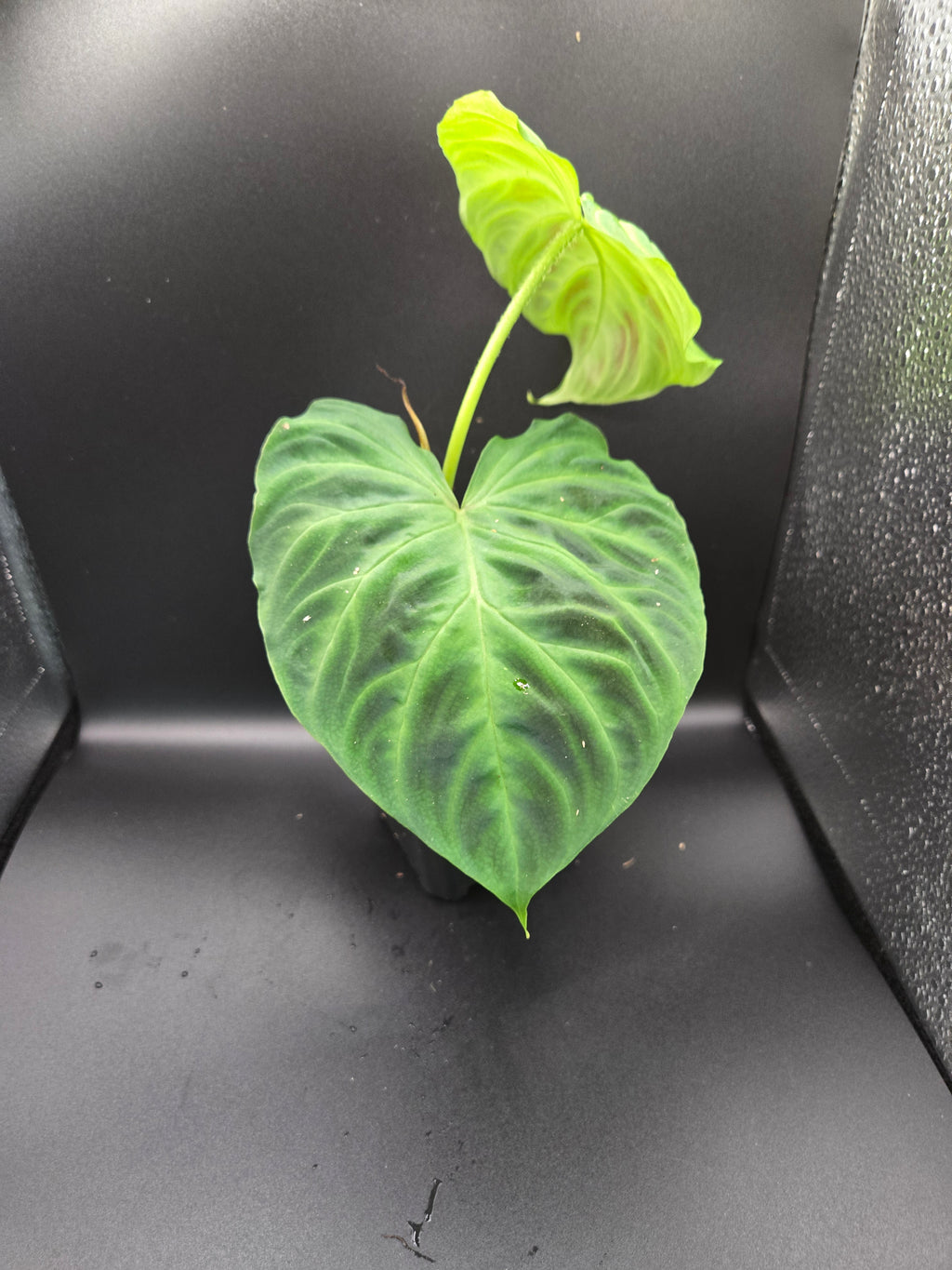 Philodendron Veracossum