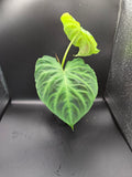 Philodendron Veracossum