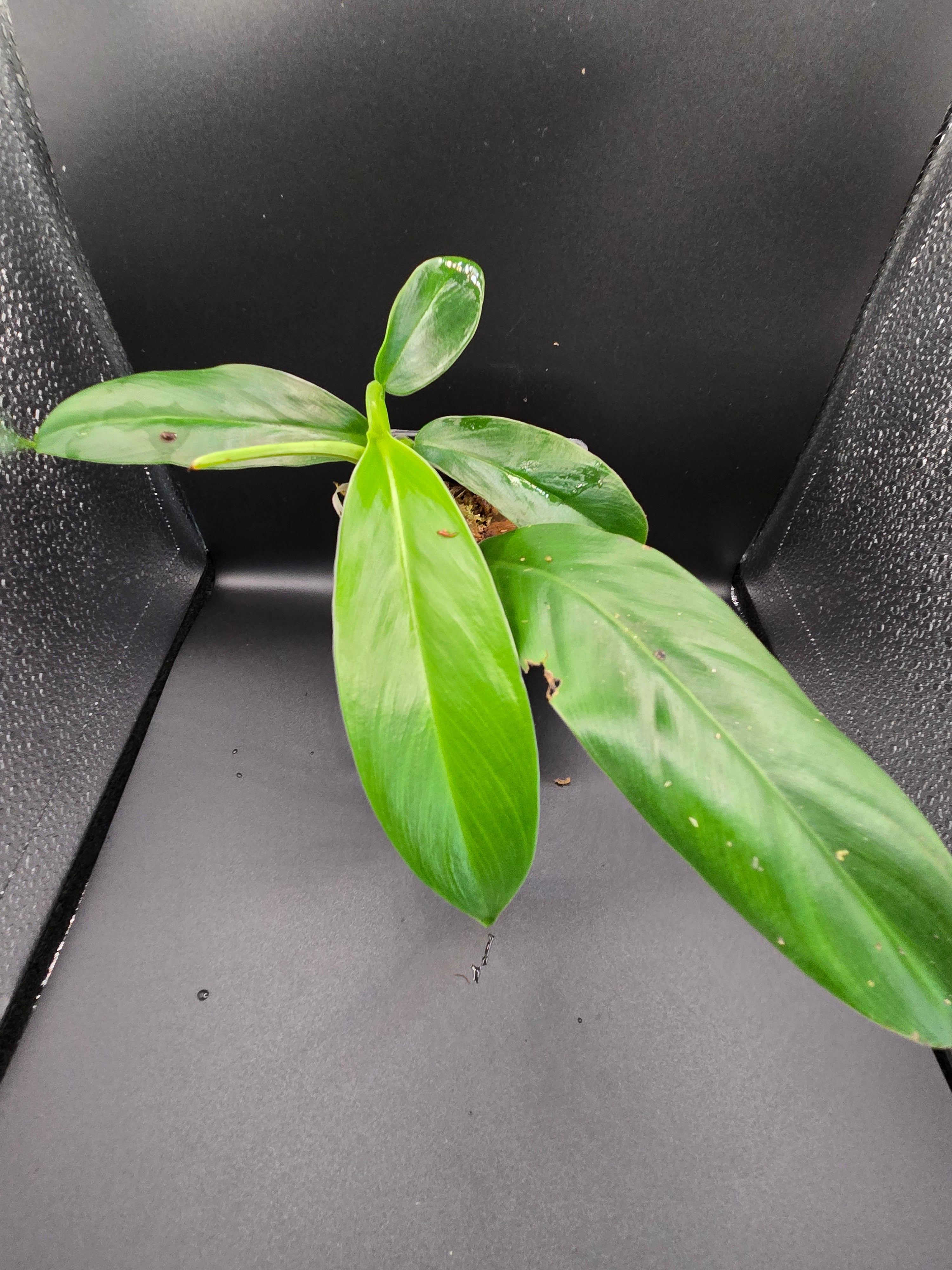 Philodendron cf baudoense