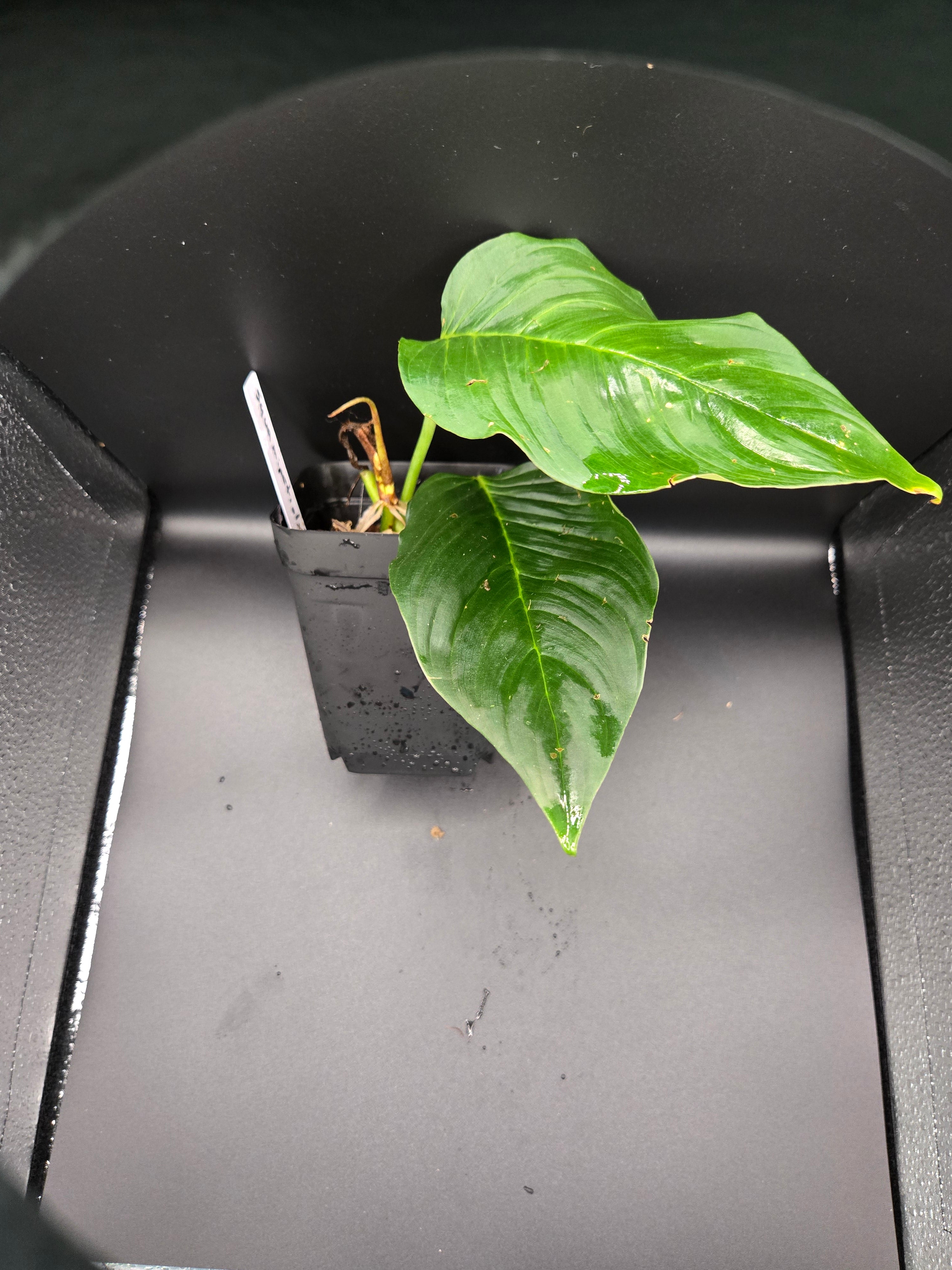 Philodendron squamipetiolatum