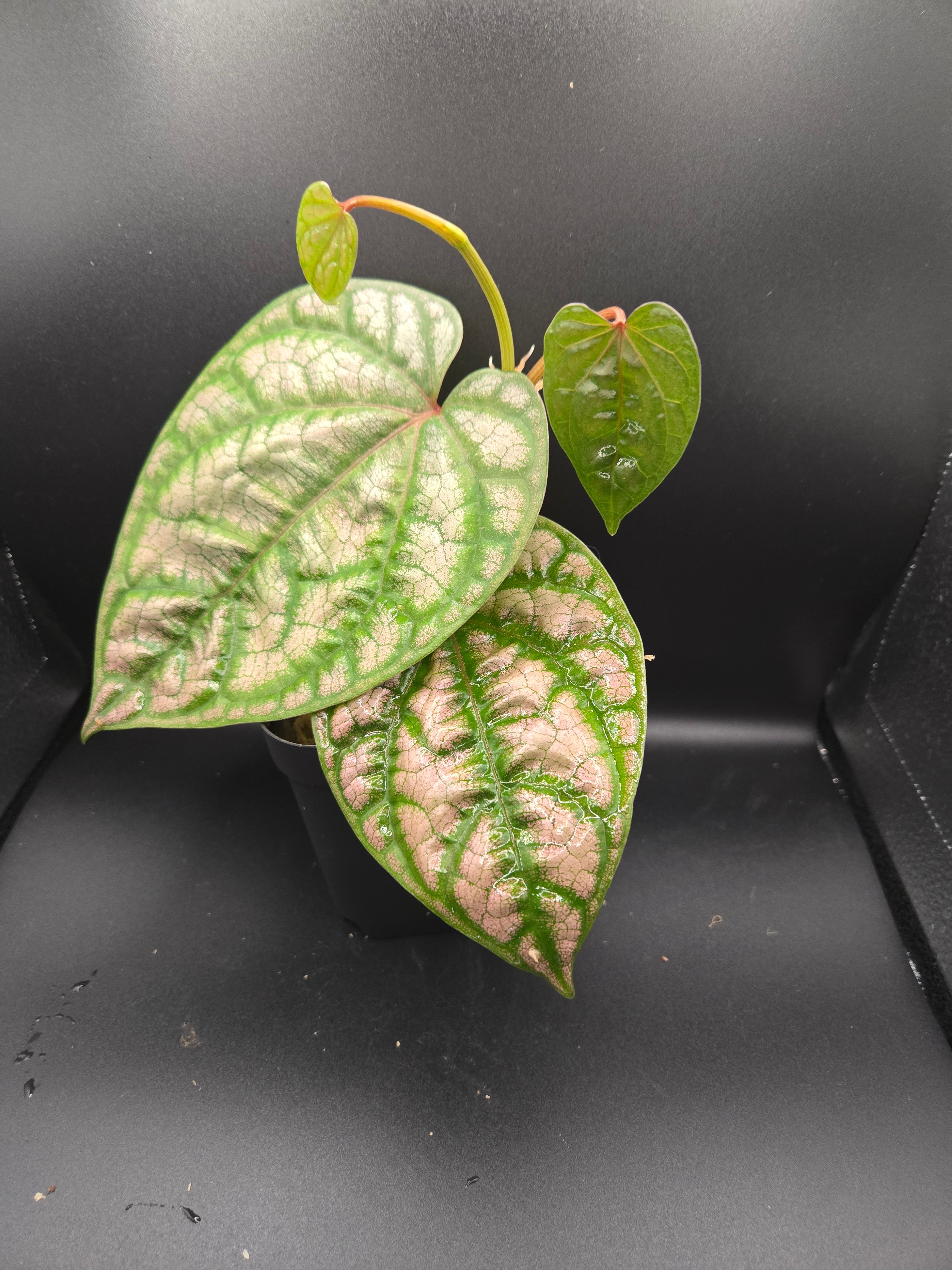 Piper sylvaticum