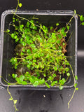 Peperomia emarginella