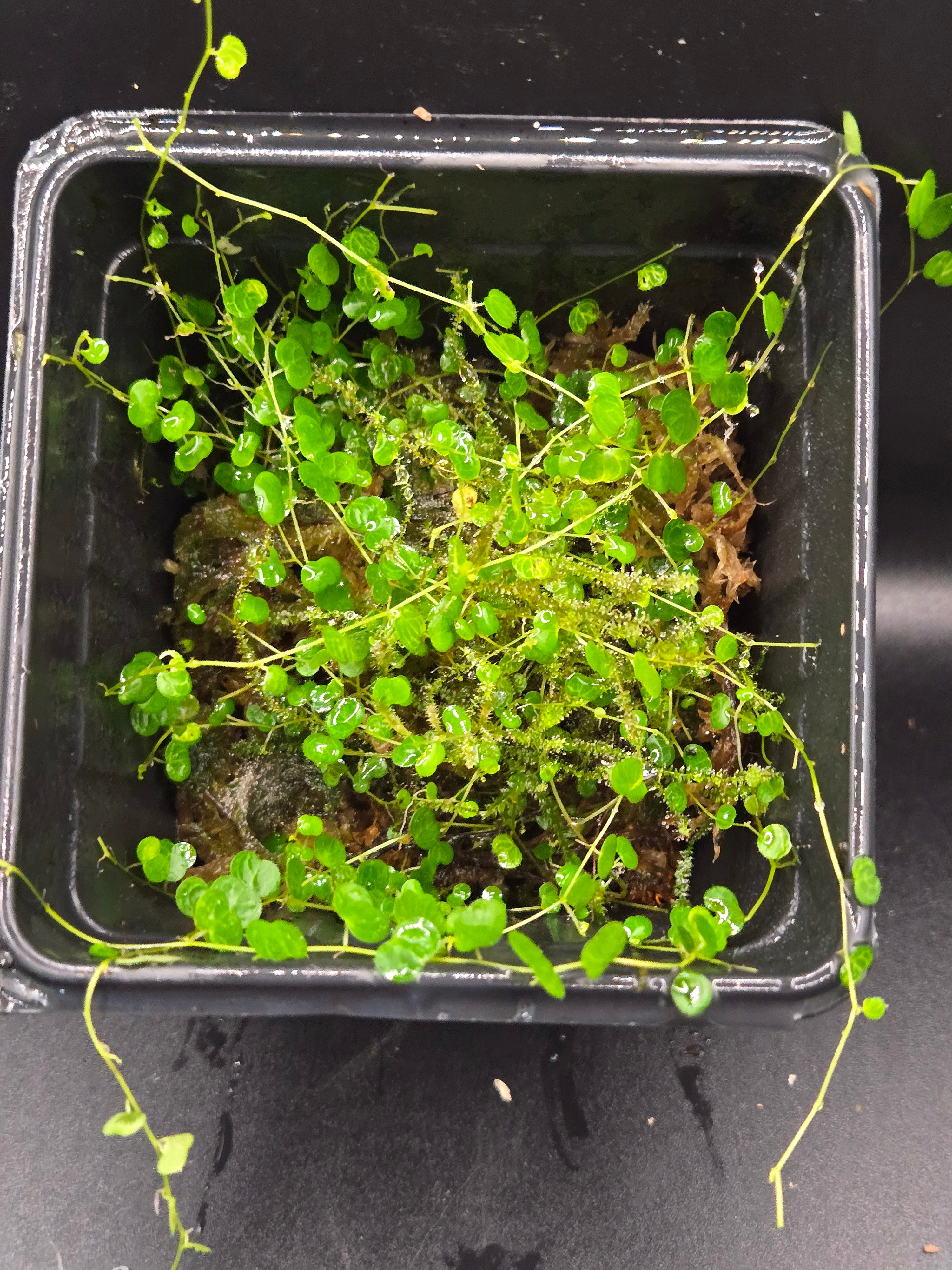 Peperomia emarginella