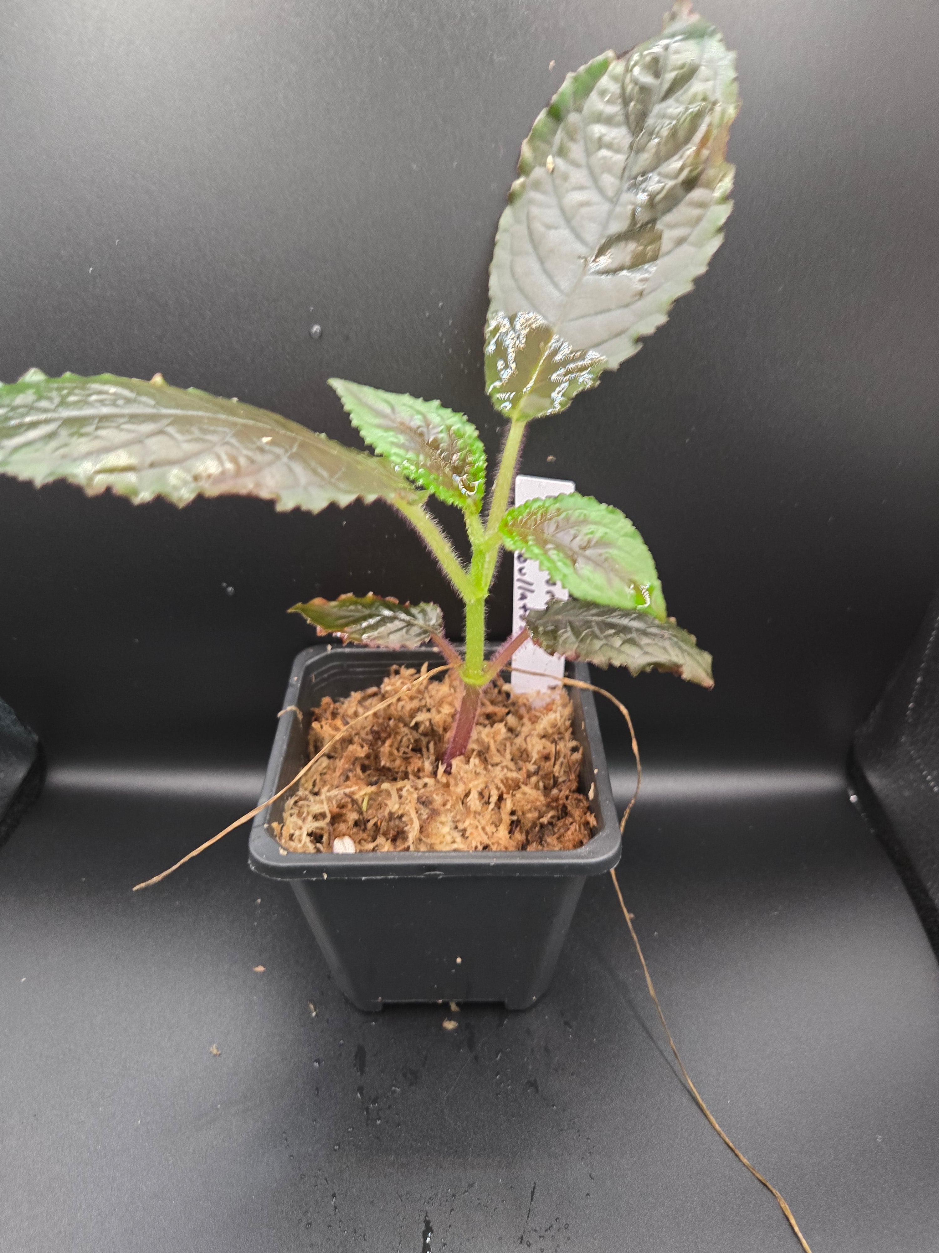 Nautilocalyx bullatus