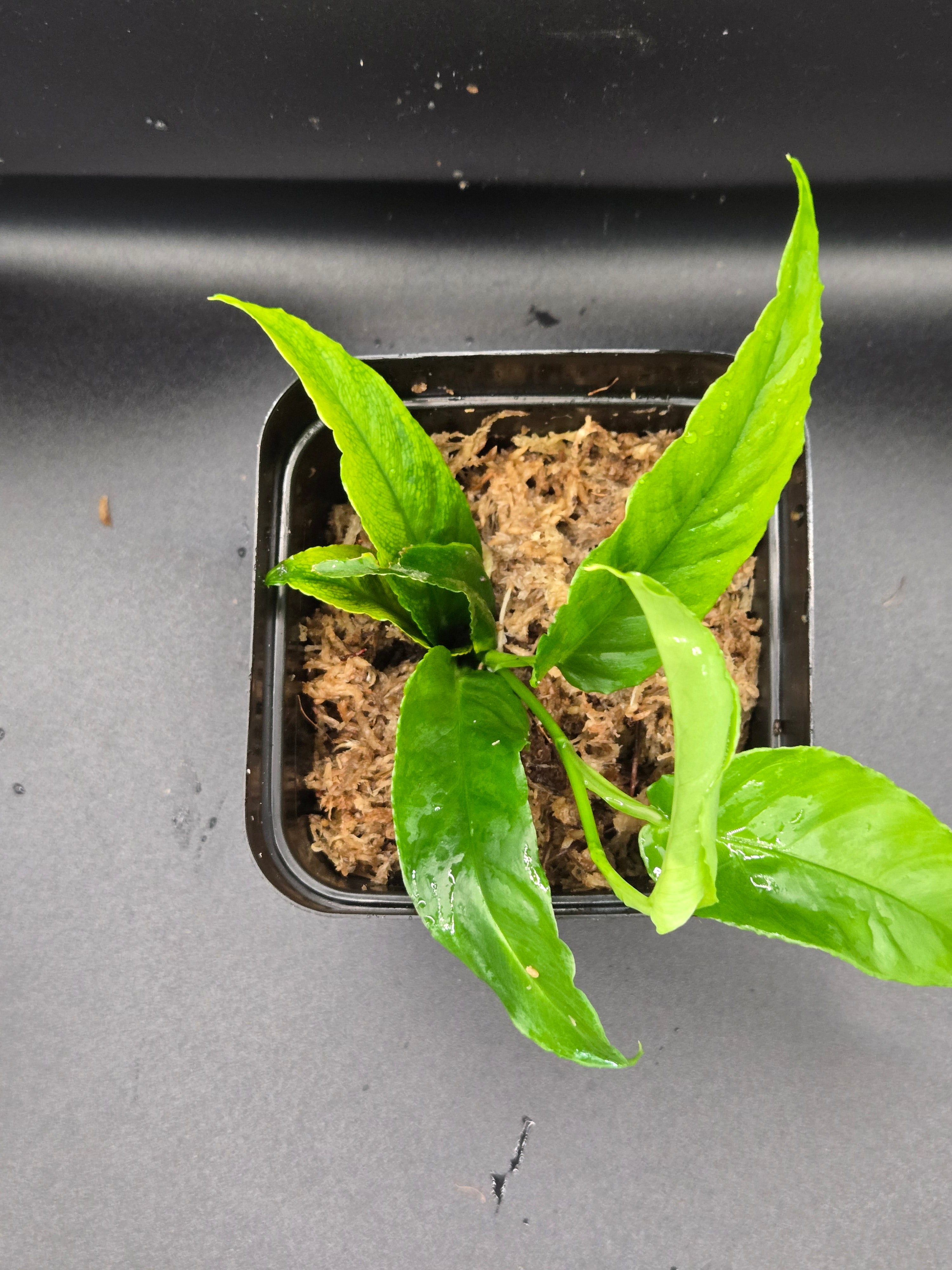 Philodendron sect. pteromischum "Costa Rica"