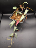 Cissus amazonica