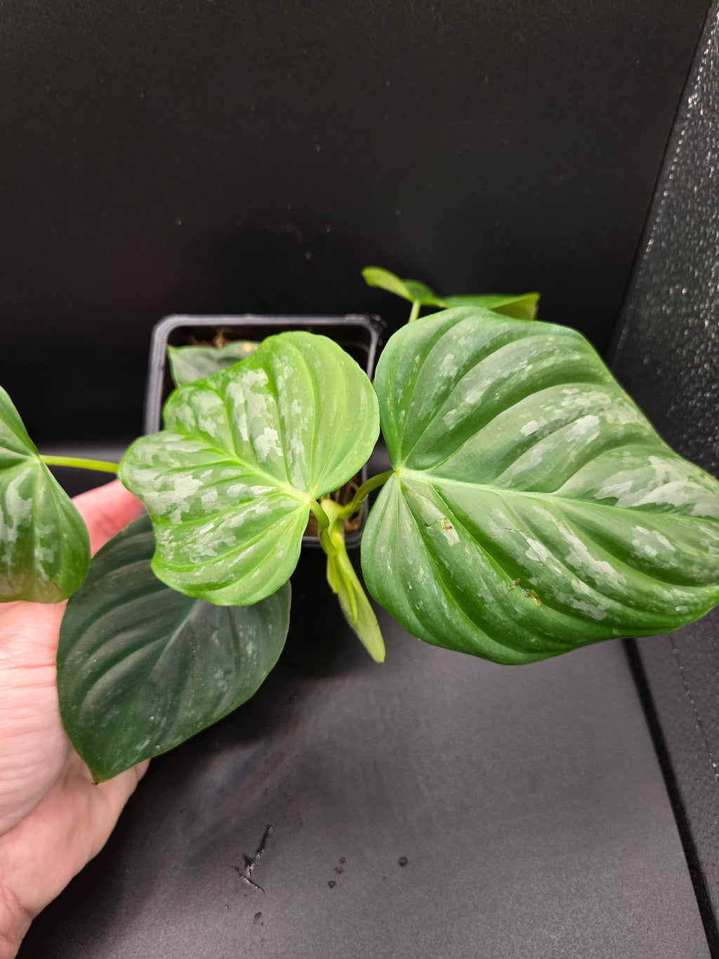 Philodendron majestic