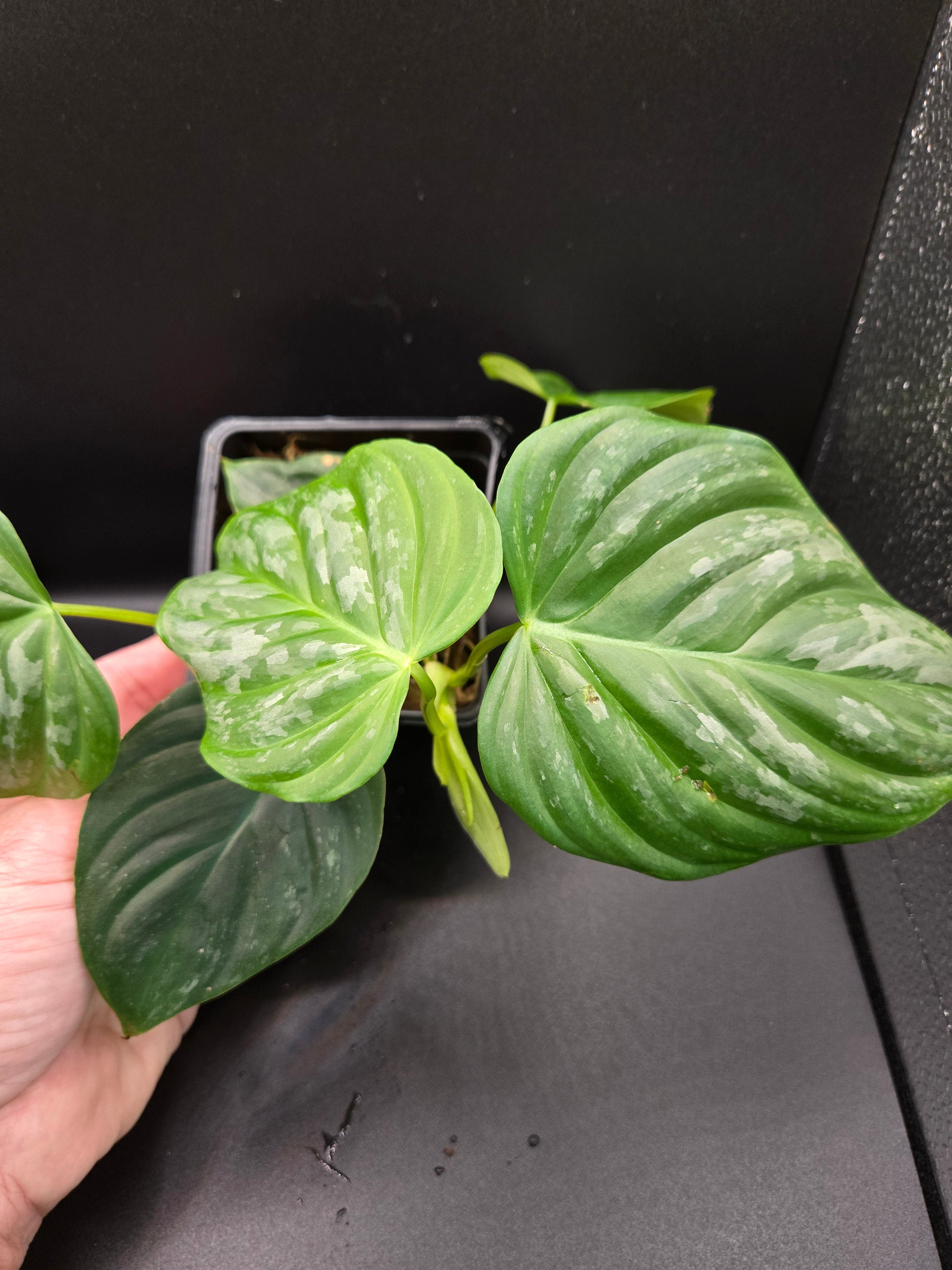 Philodendron majestic