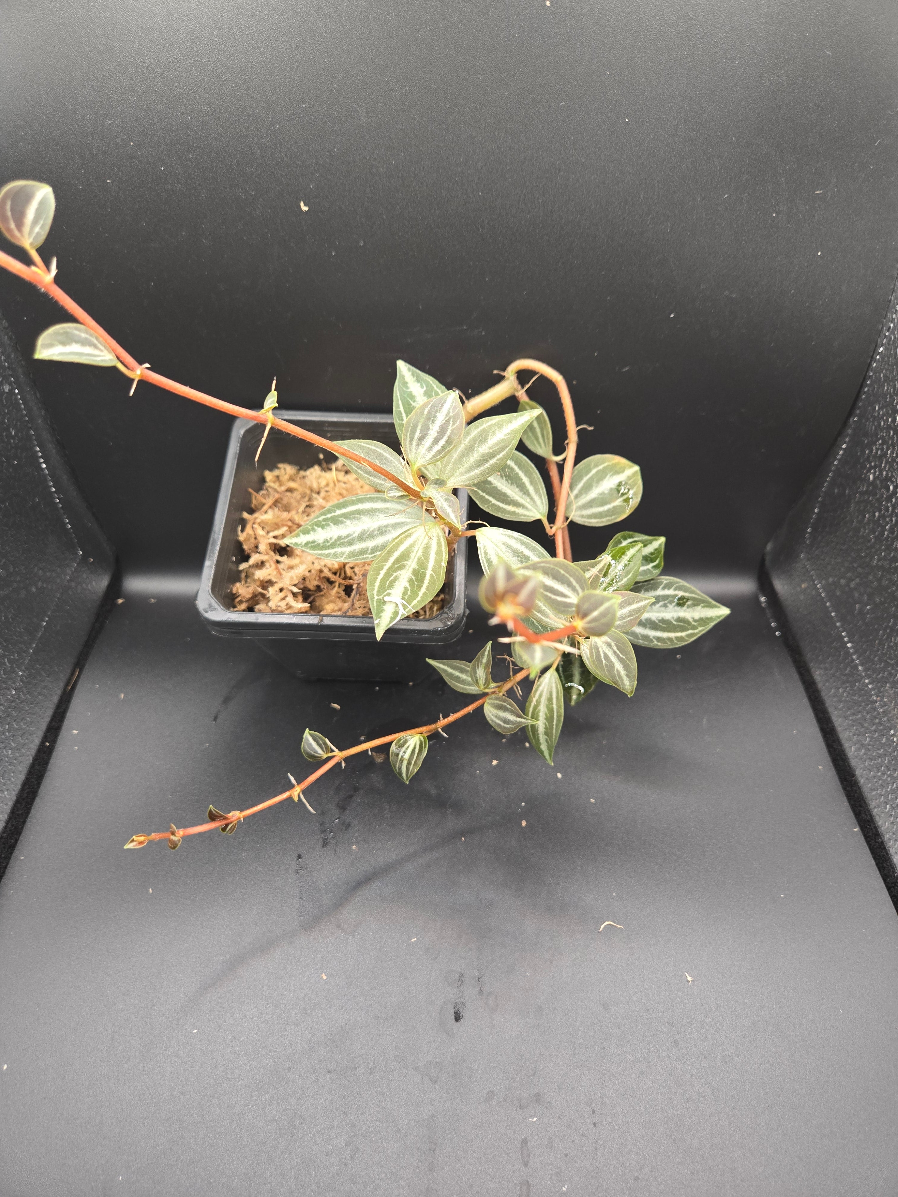 Peperomia bicolor