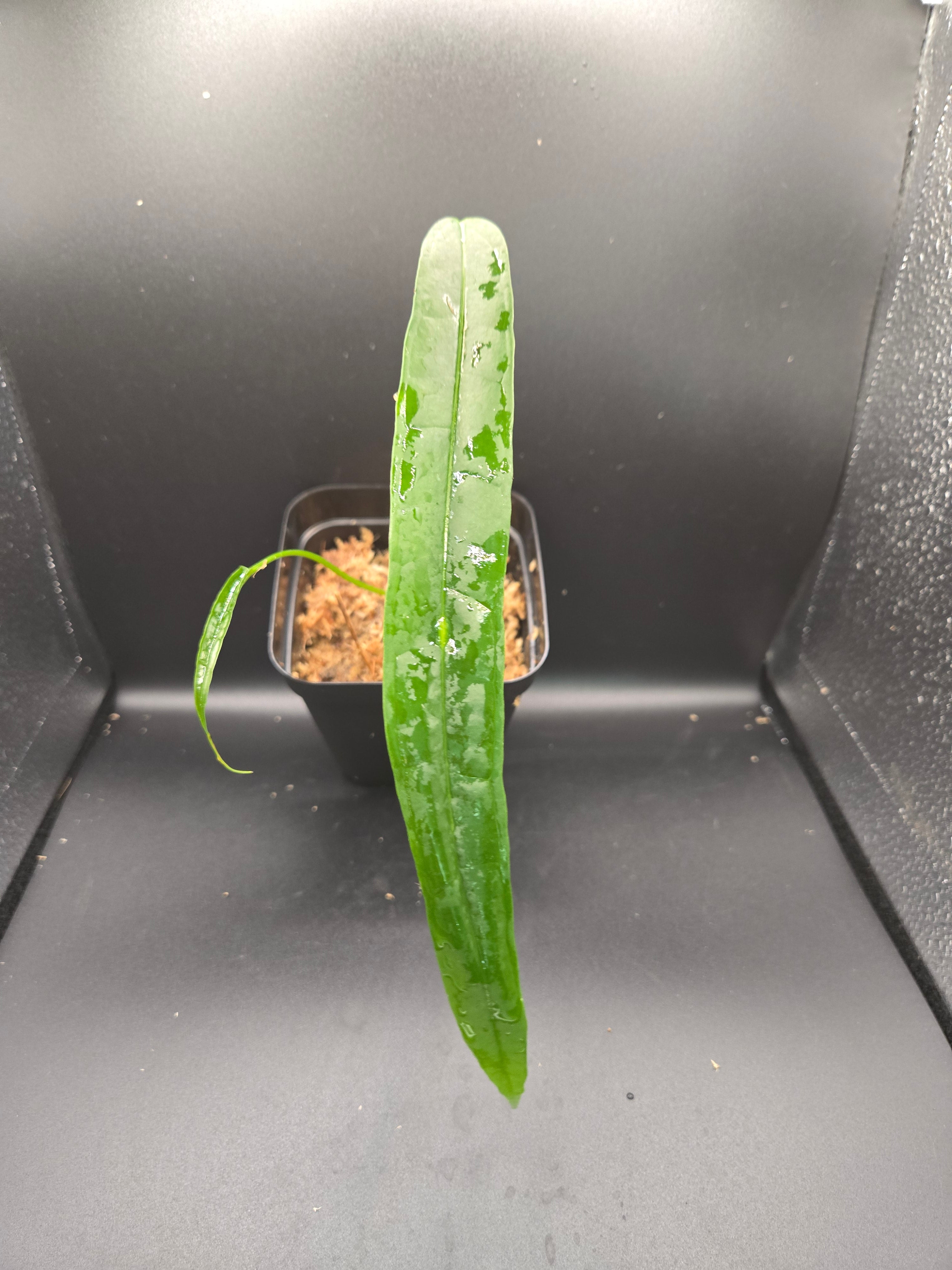Anthurium lutheri