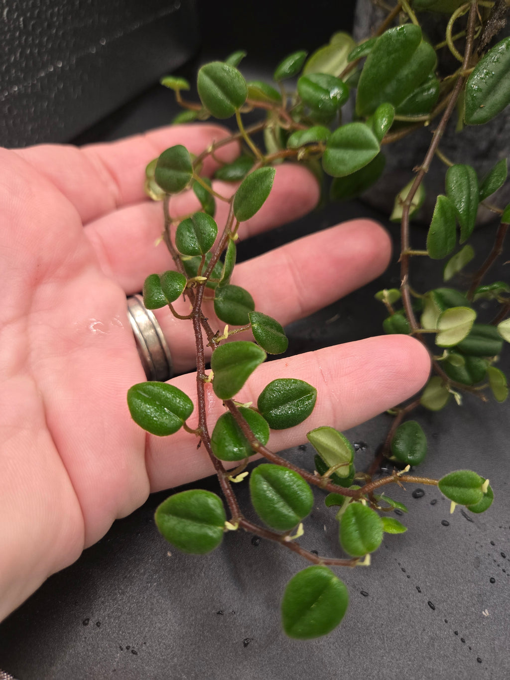 Peperomia sp loreto