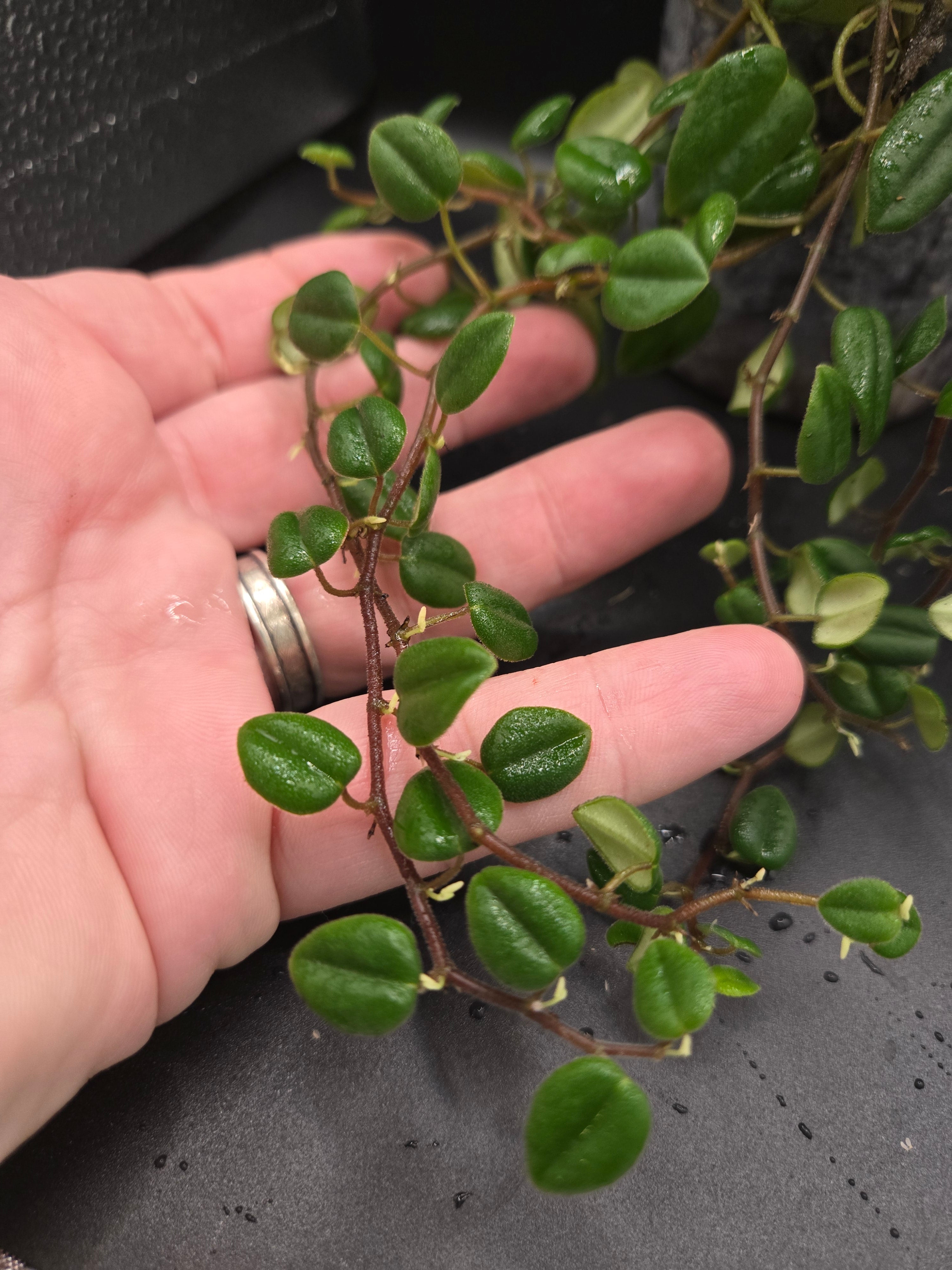 Peperomia sp loreto