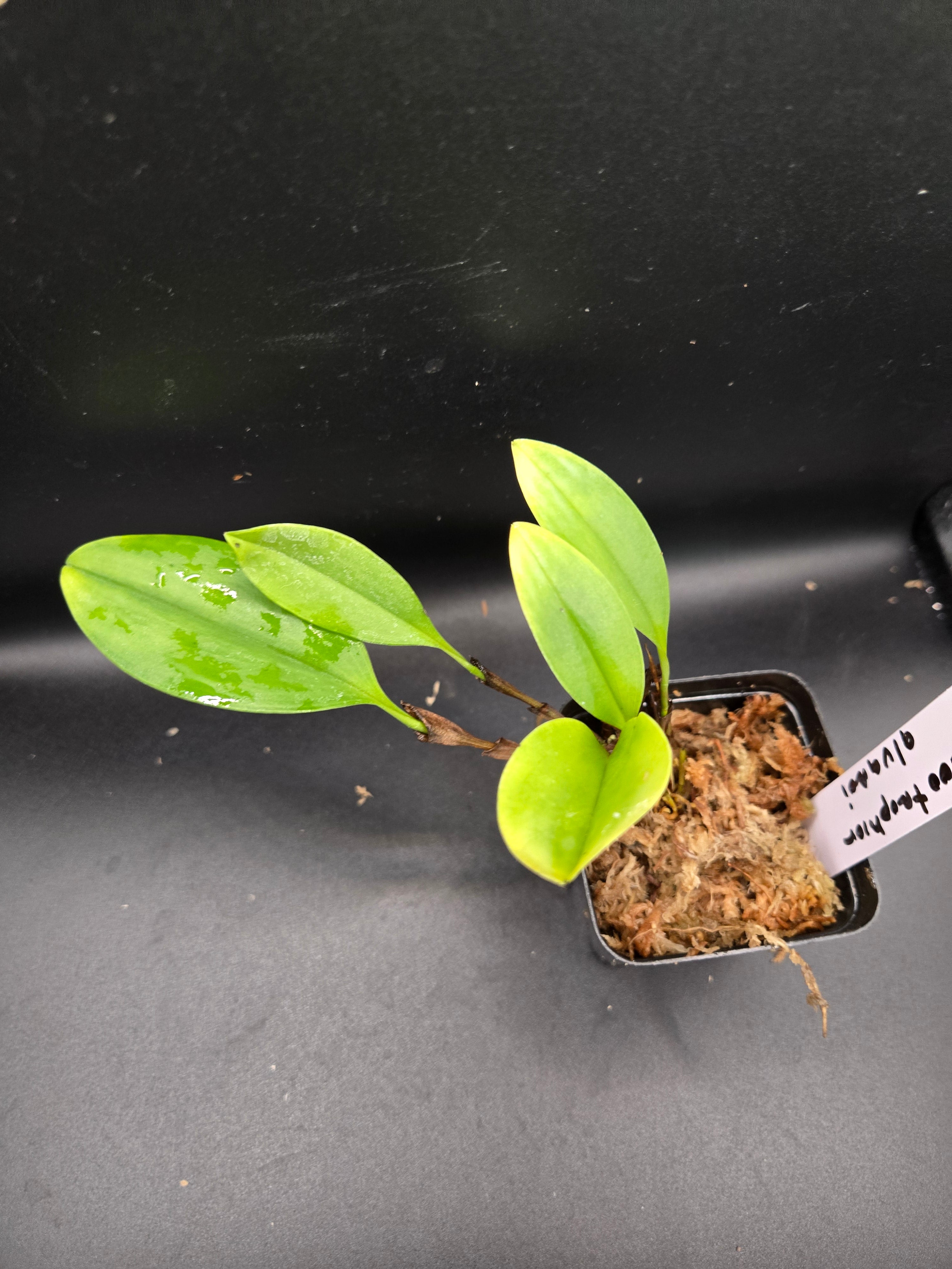 Zootrophion alvaroi