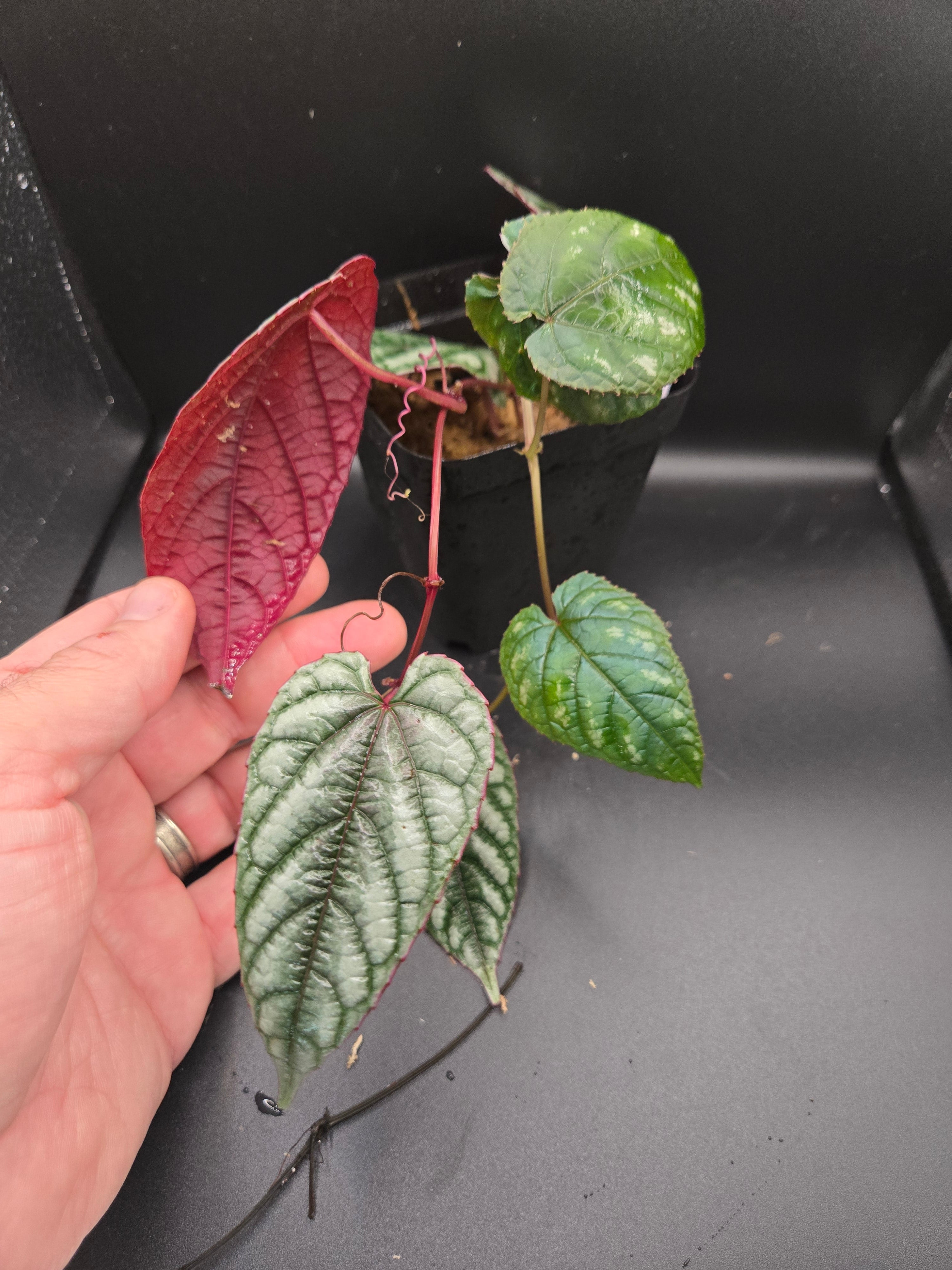 Cissus discolor