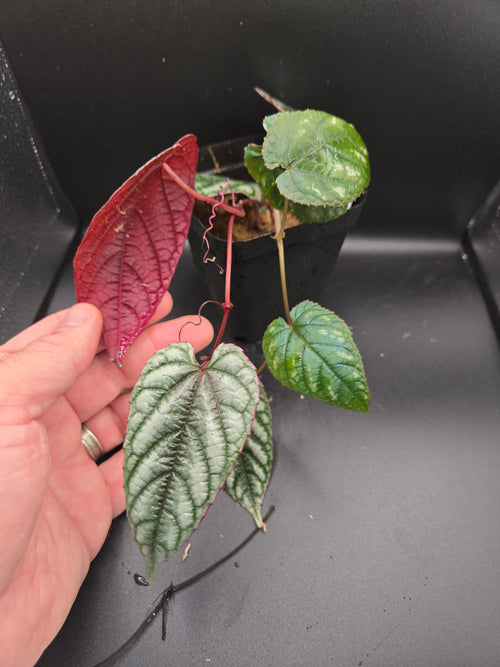 Cissus discolor