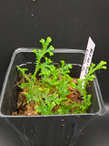 Selaginella sp Thai nursery
