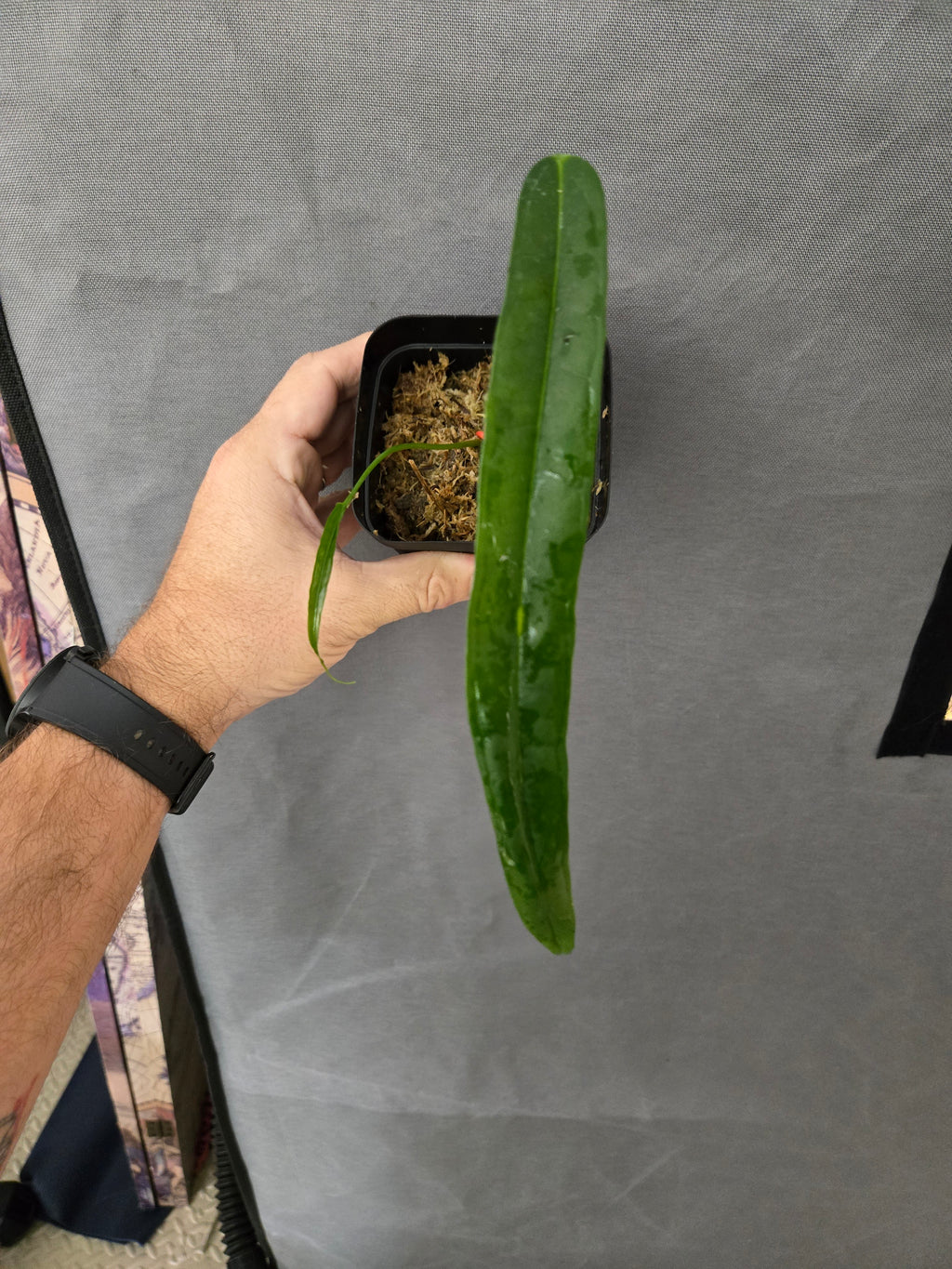 Anthurium lutheri
