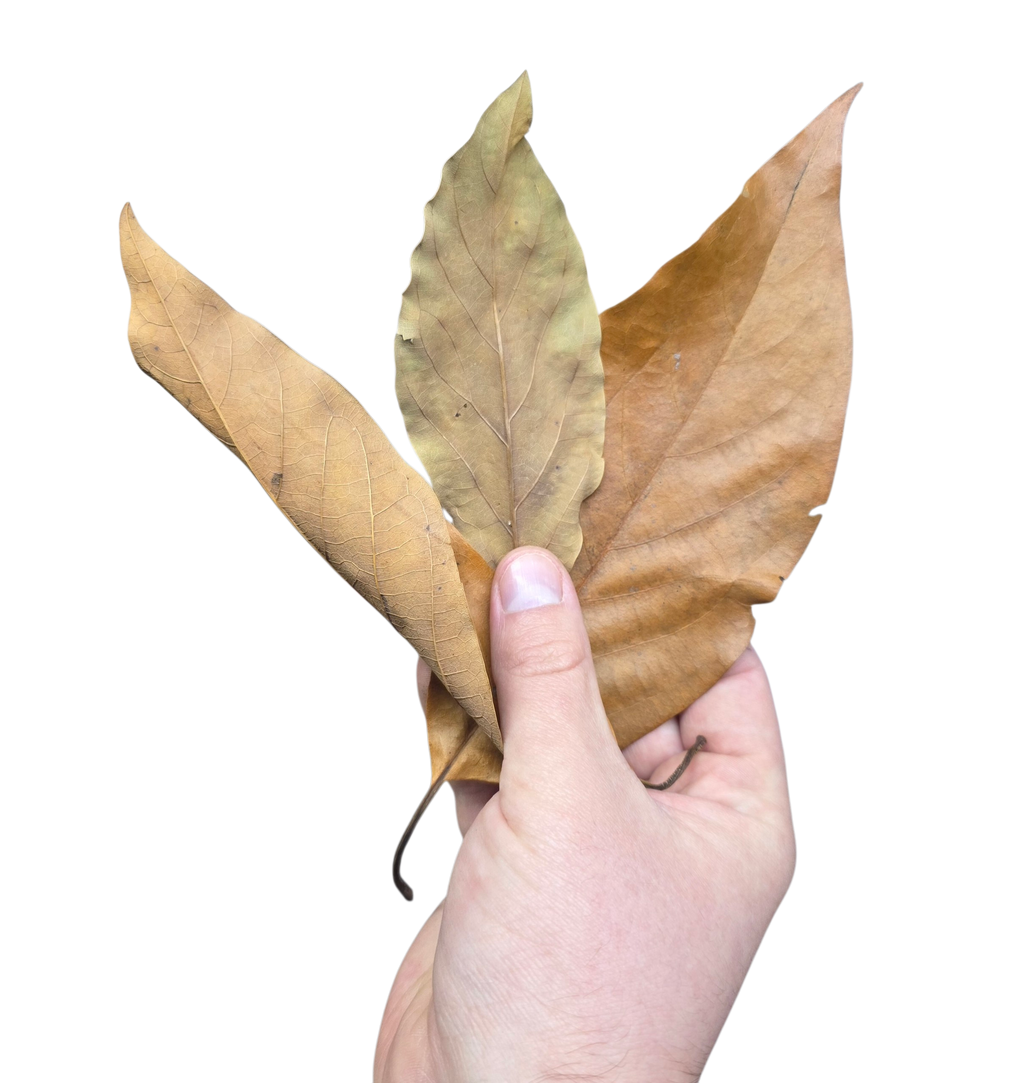 Tropical Leaf Litter - Avocado Leaves
