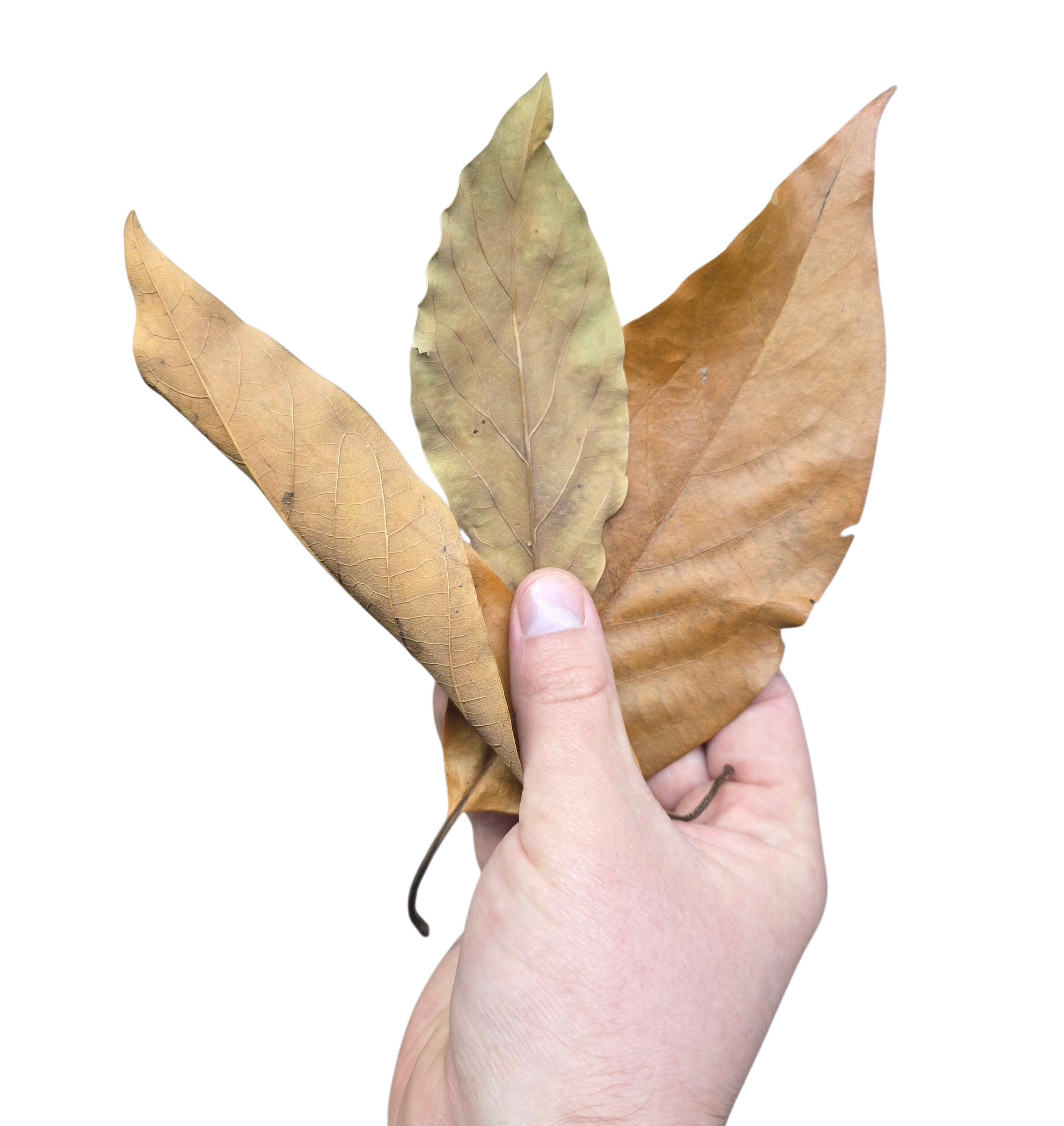 Tropical Leaf Litter - Avocado Leaves