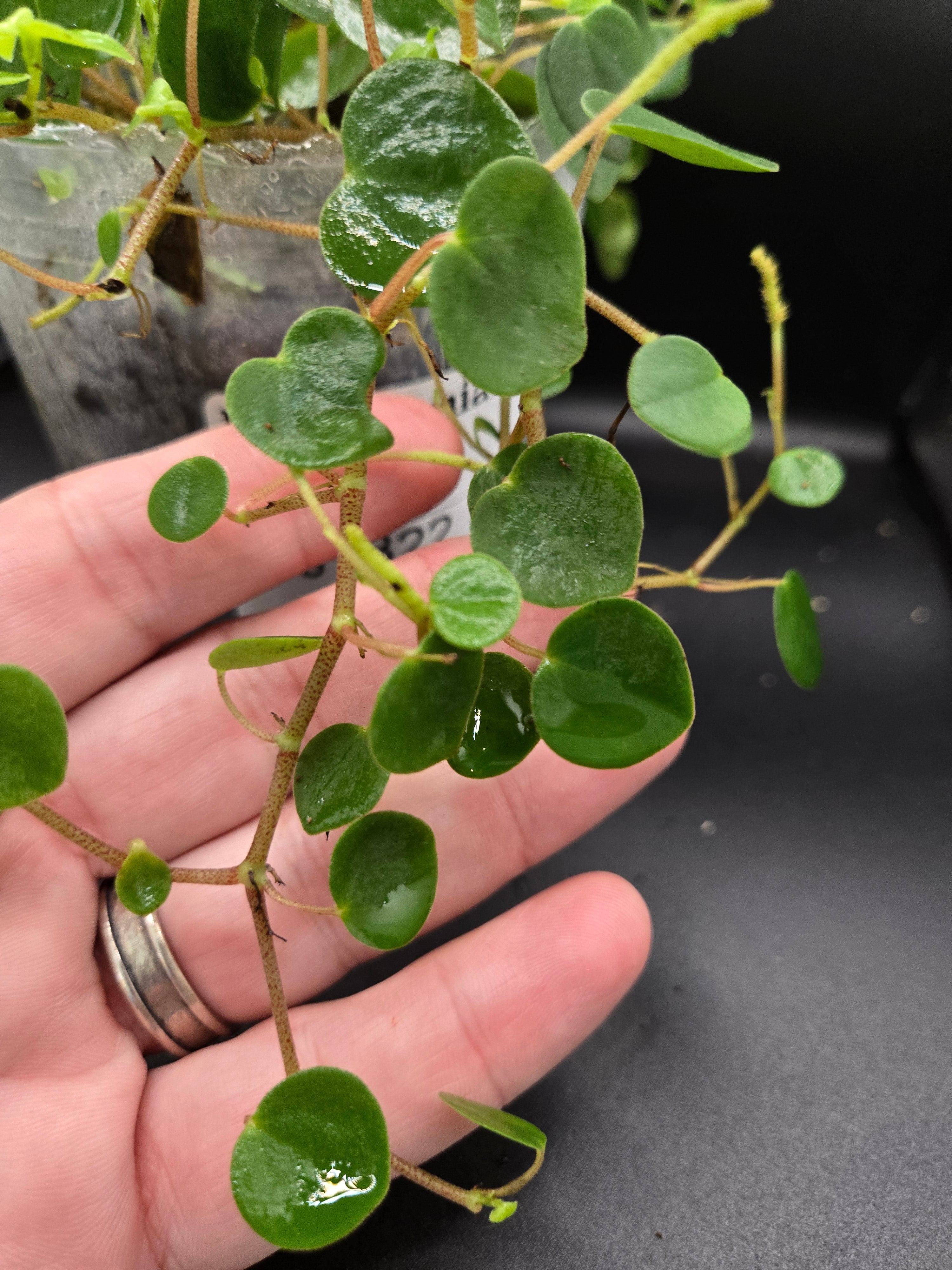 Peperomia sp orellana