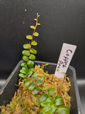 Marcgravia sp peru copper