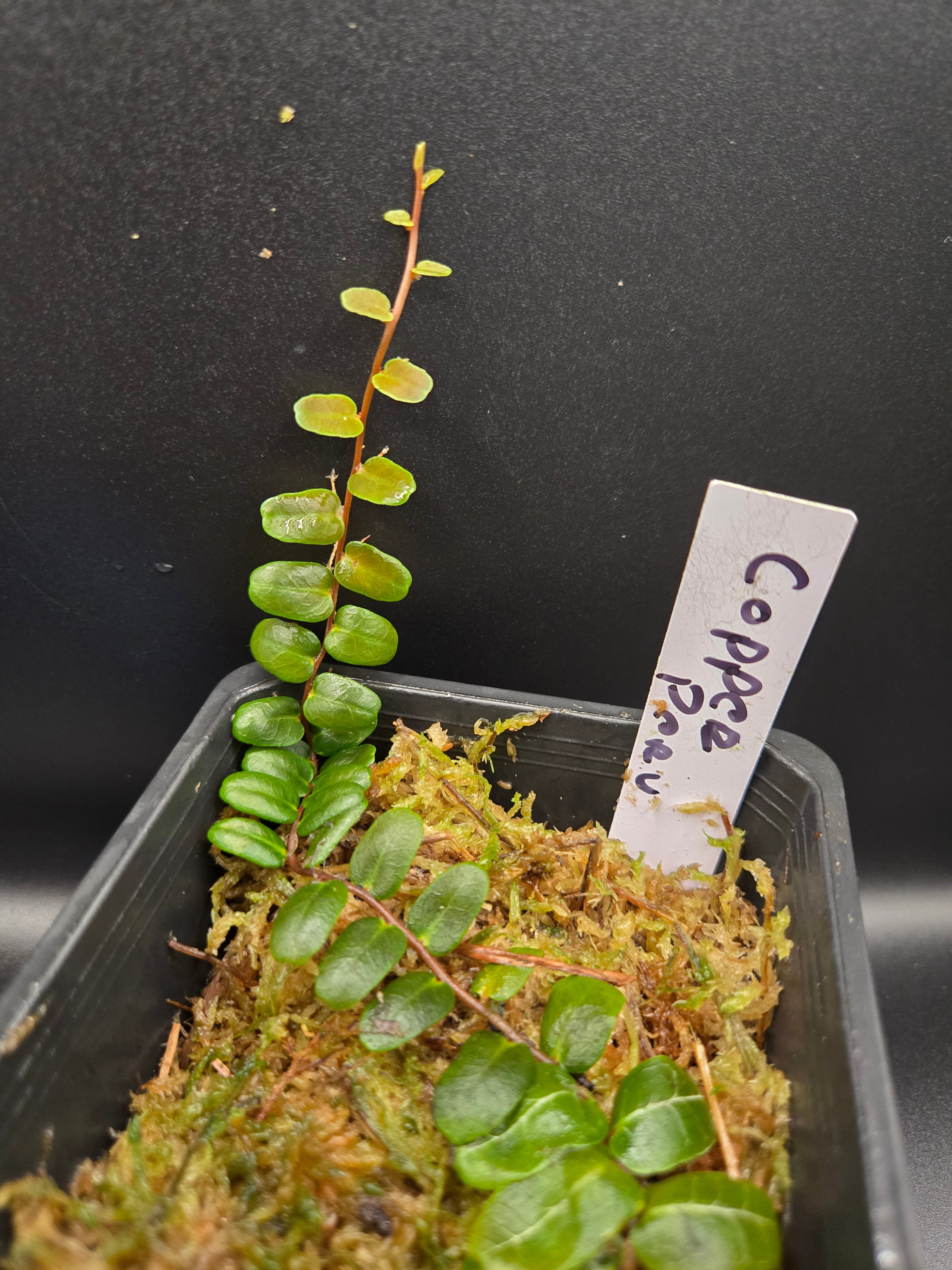 Marcgravia sp peru copper
