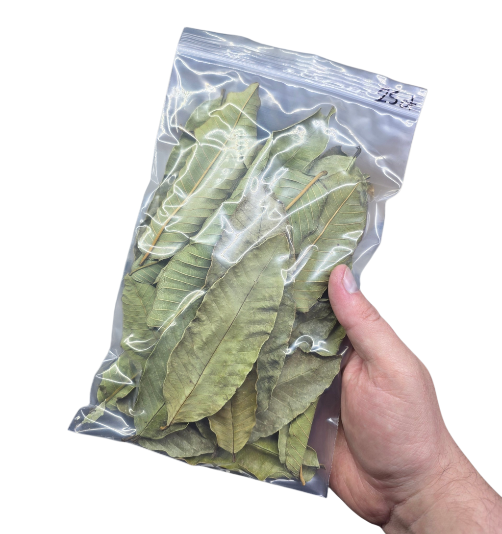 Tropical Leaf Litter - Guava Leaves