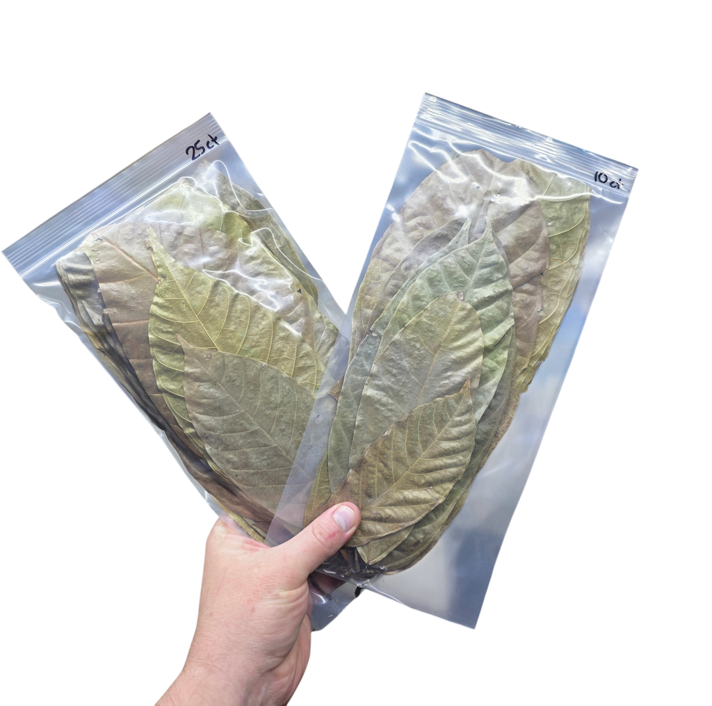 Tropical Leaf Litter - Cocoa Leaves