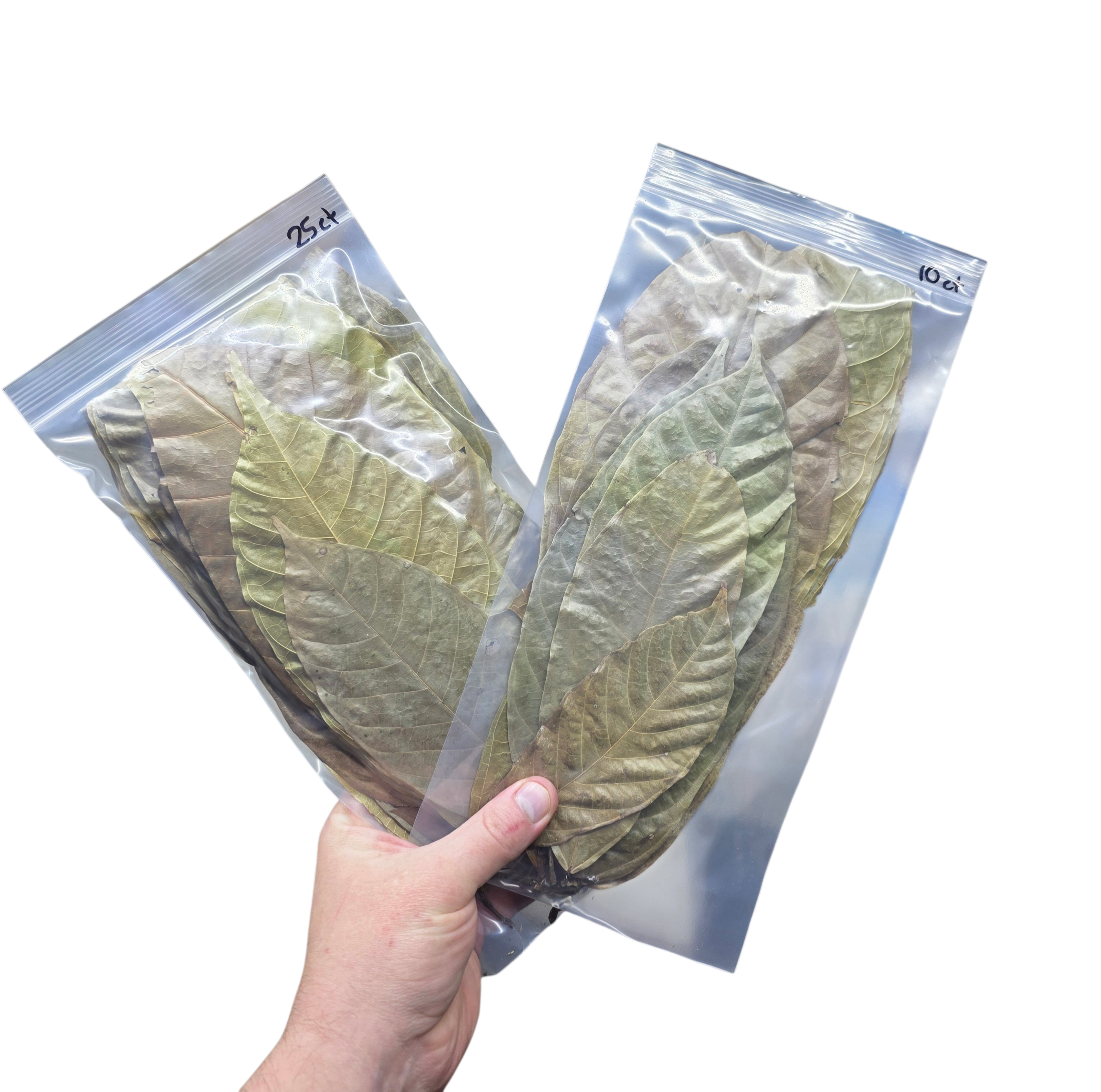 Tropical Leaf Litter - Cocoa Leaves