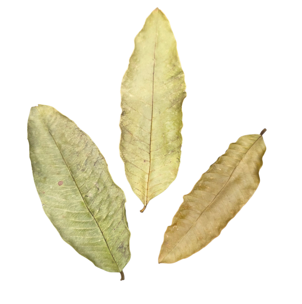 Tropical Leaf Litter - Guava Leaves