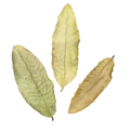Tropical Leaf Litter - Guava Leaves