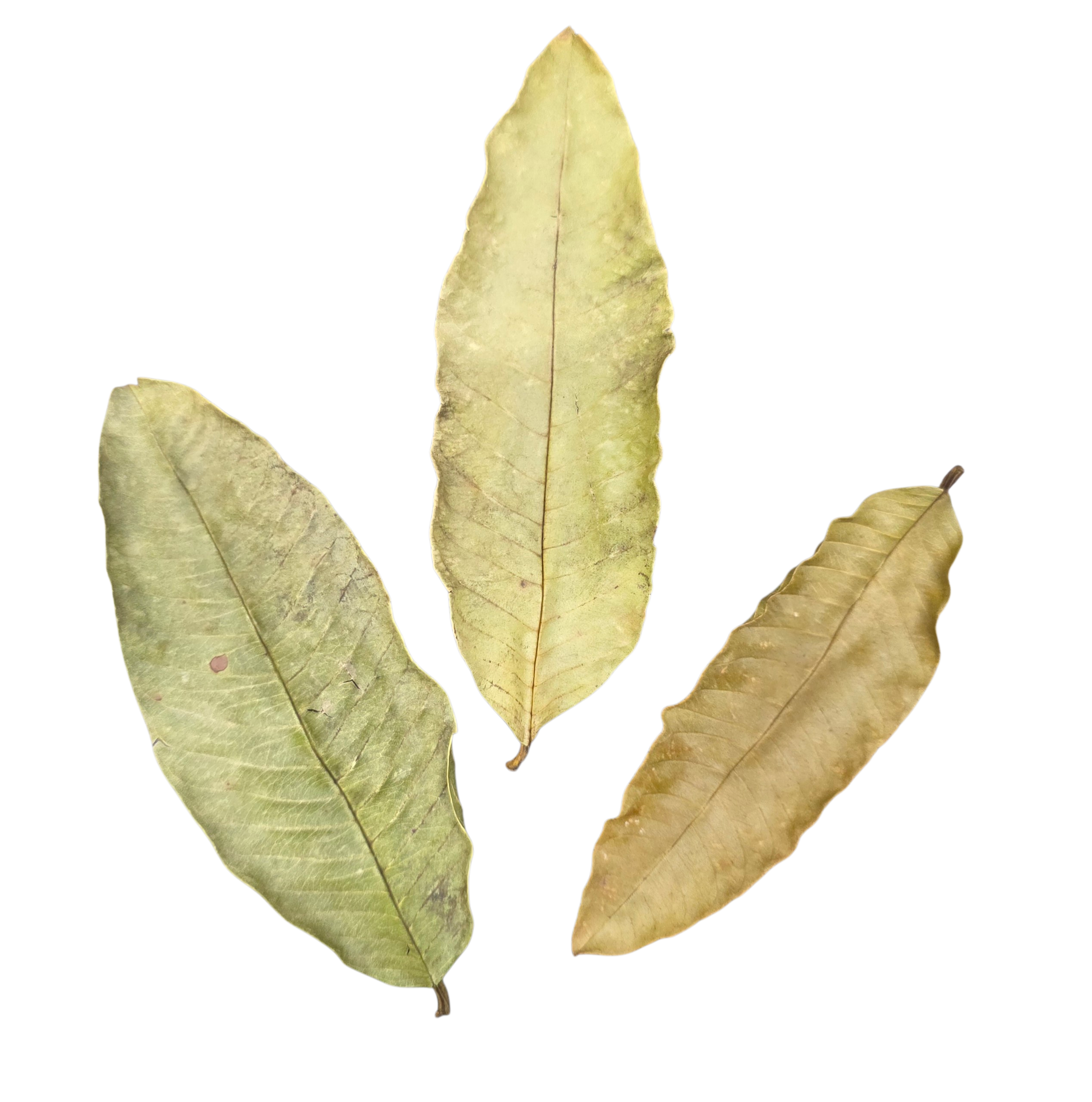 Tropical Leaf Litter - Guava Leaves