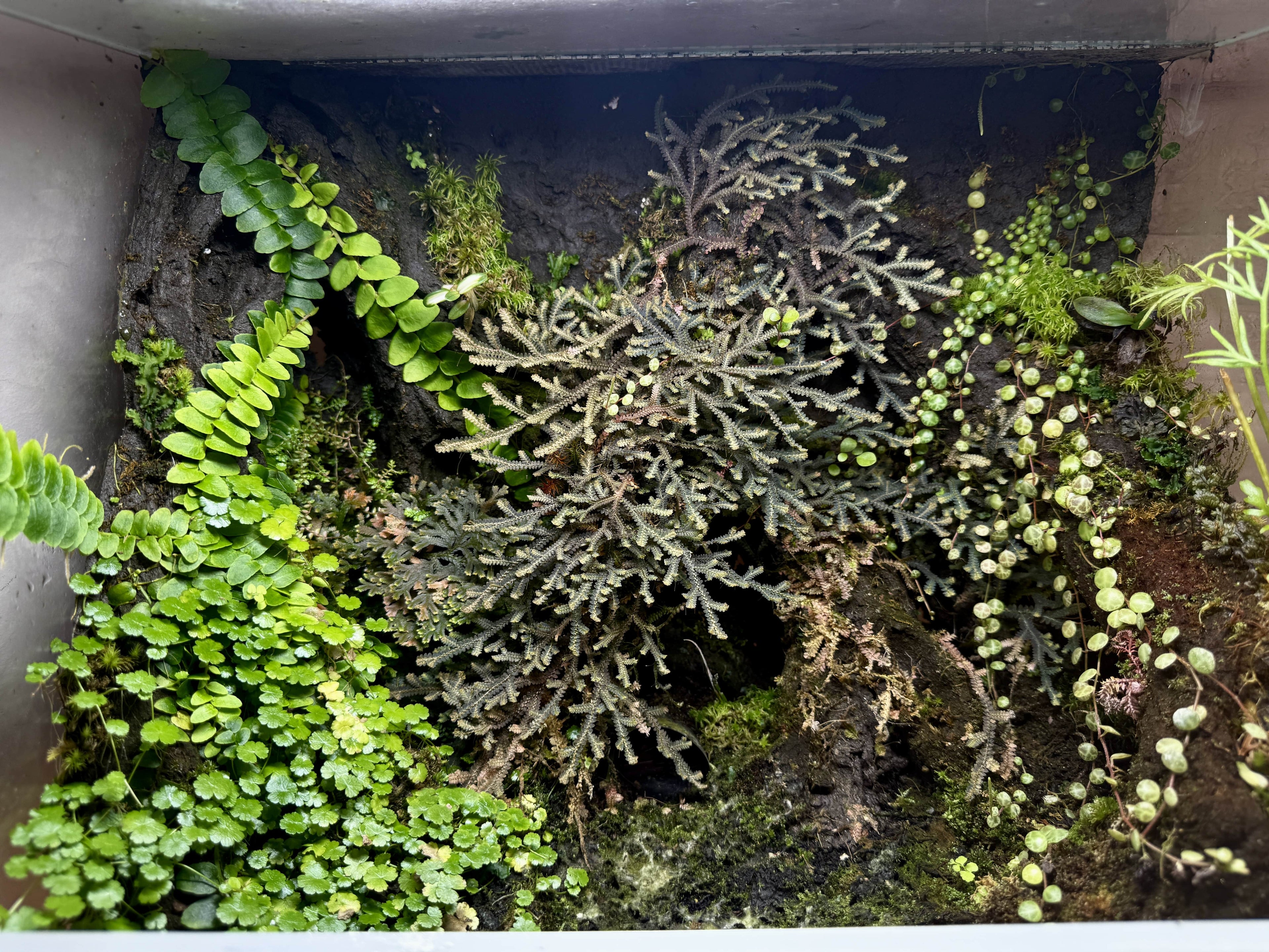 ShroomRoom TropicalClay - Hydrated Quick-Structure Terrarium Scaping Clay