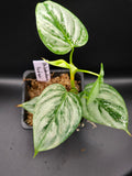 Philodendron Sodiroi