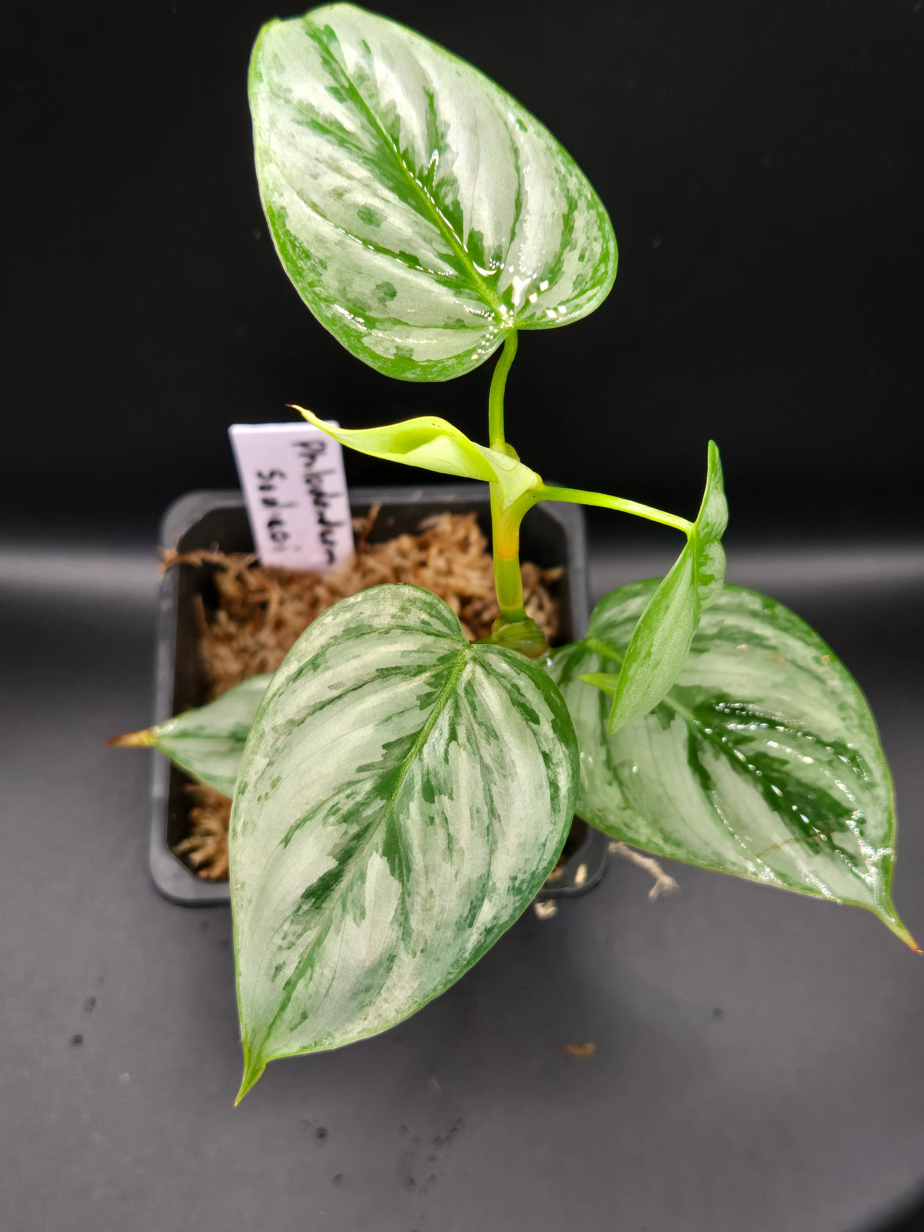 Philodendron Sodiroi